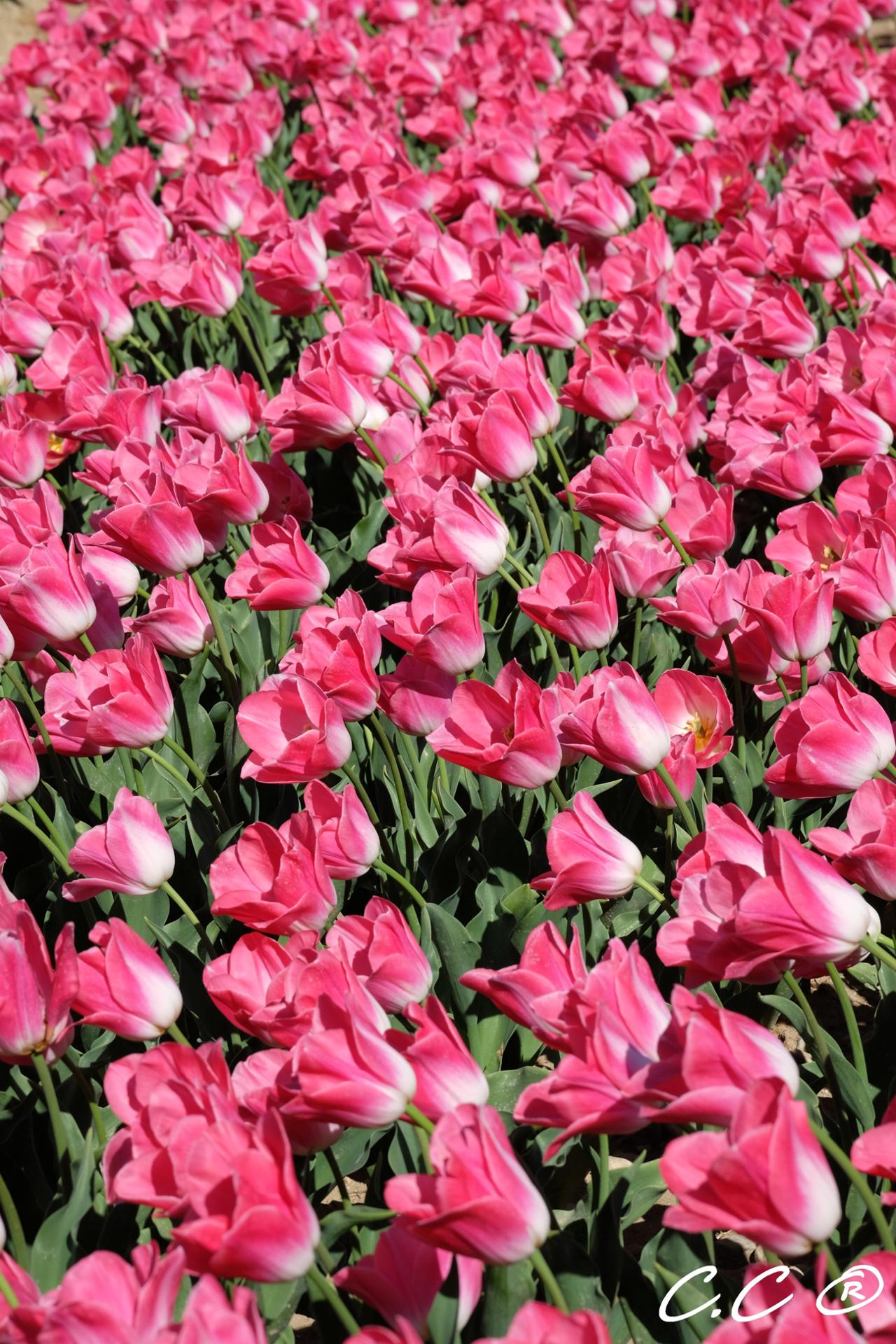 Champs de tulipes
