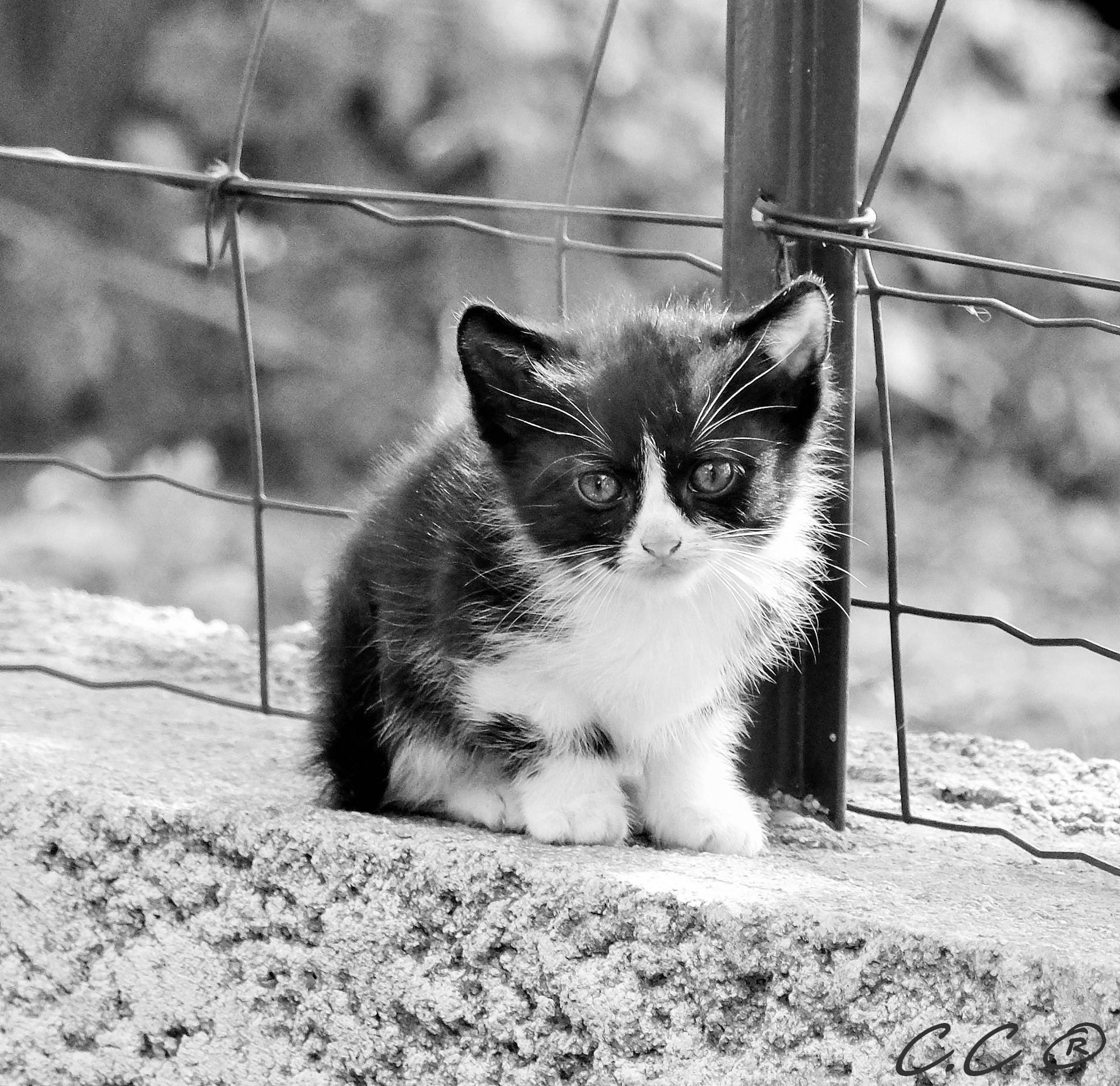 Petit chat abandonné