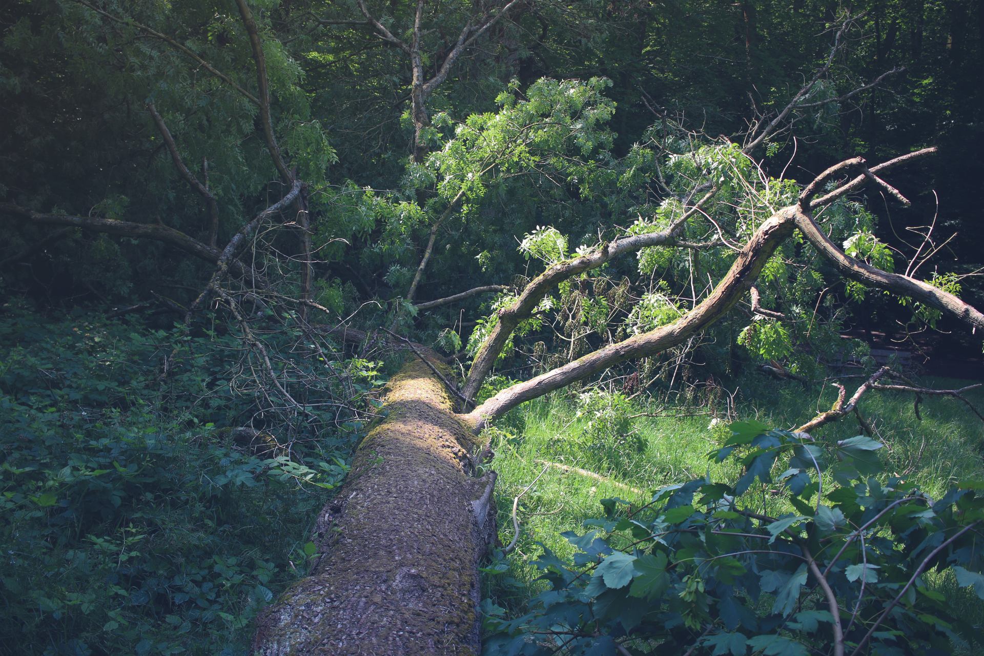 l'arbre couché