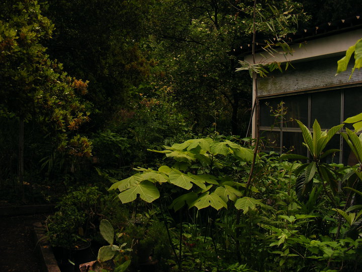 31977_1185881426780_1719355_n Mon Jardin 2.jpg