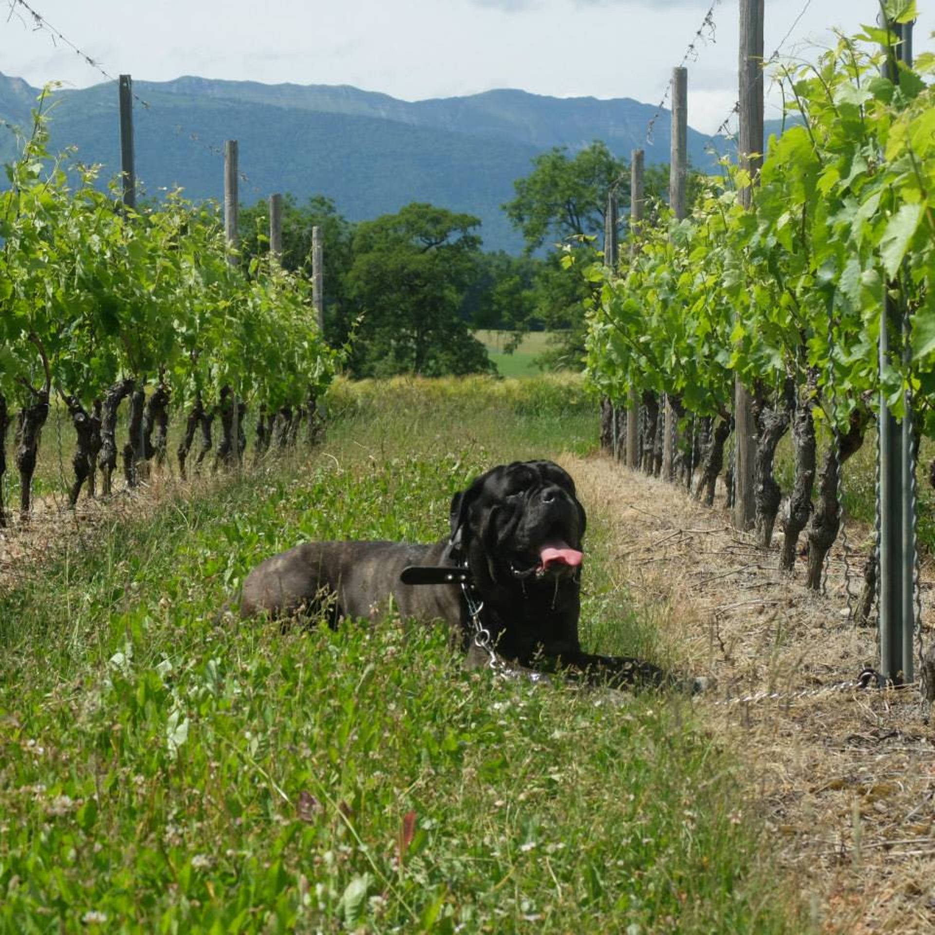 Vignes-Enzo.jpg