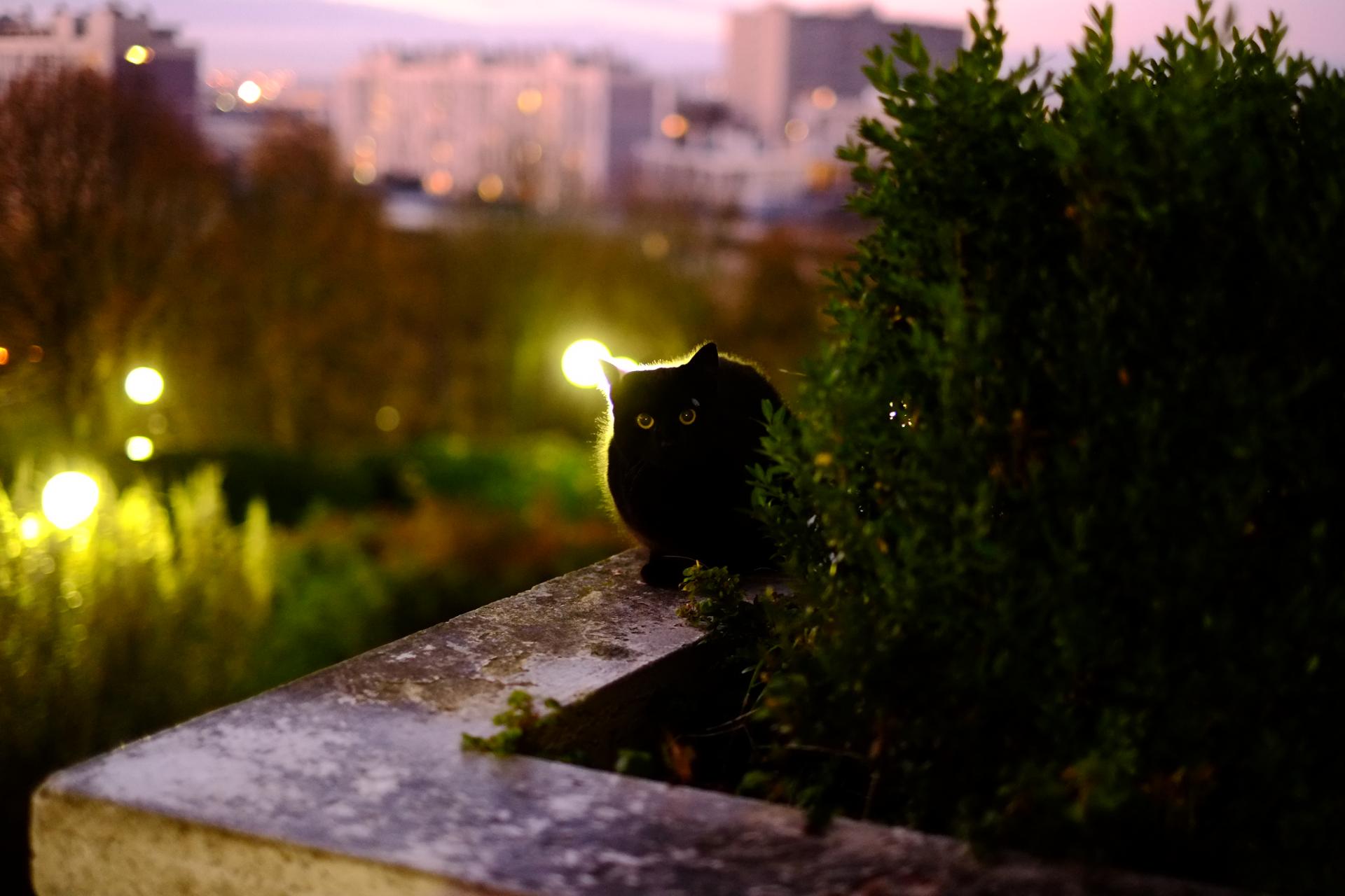 Chat de Belleville