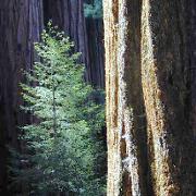 Classement final : 1185