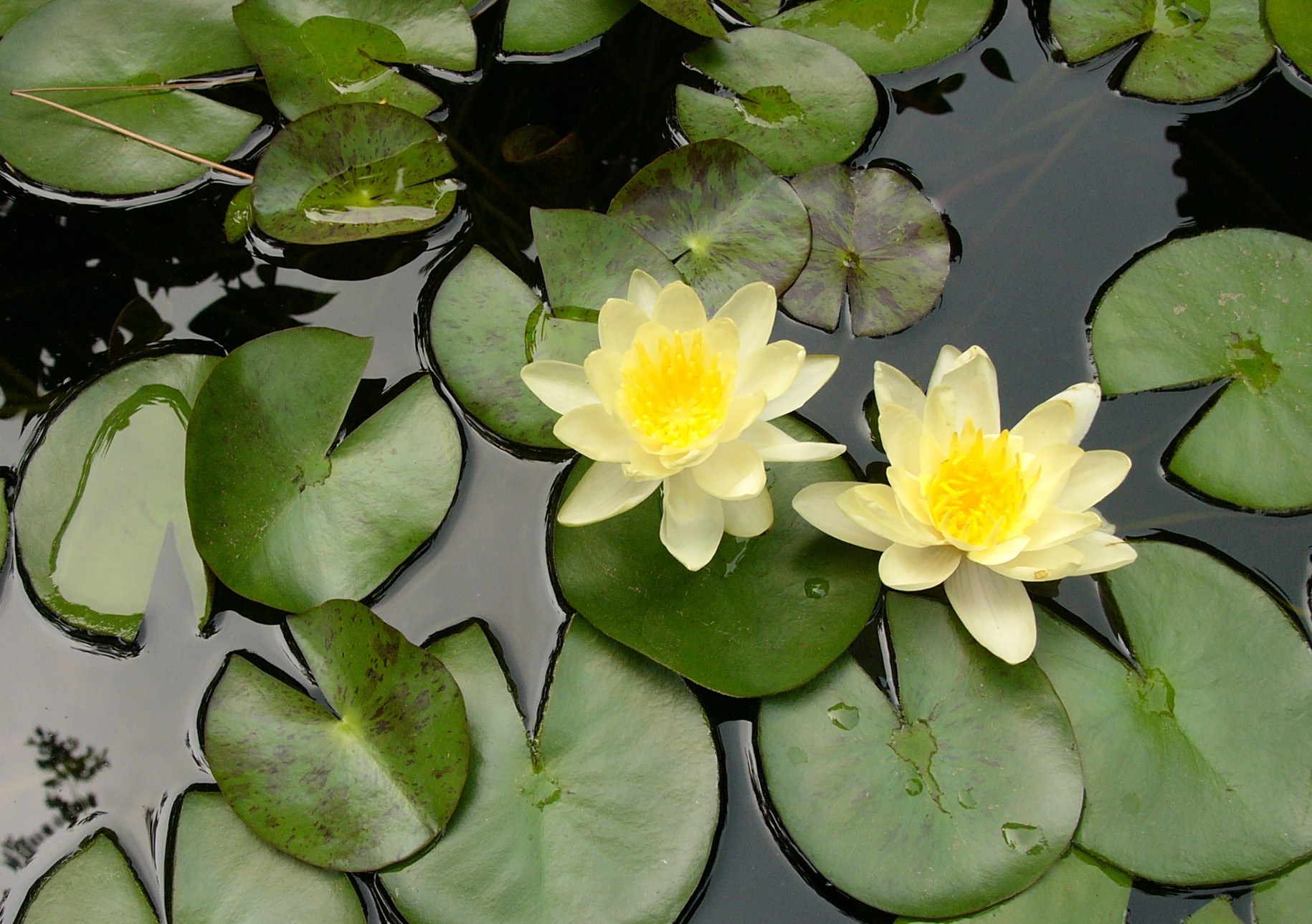 L1050331.1.JPG