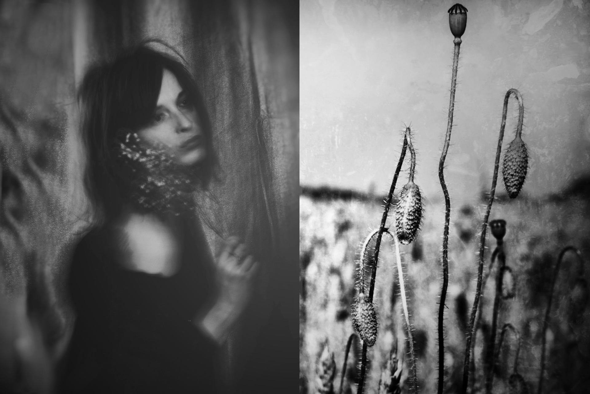 Les fleurs se fanent