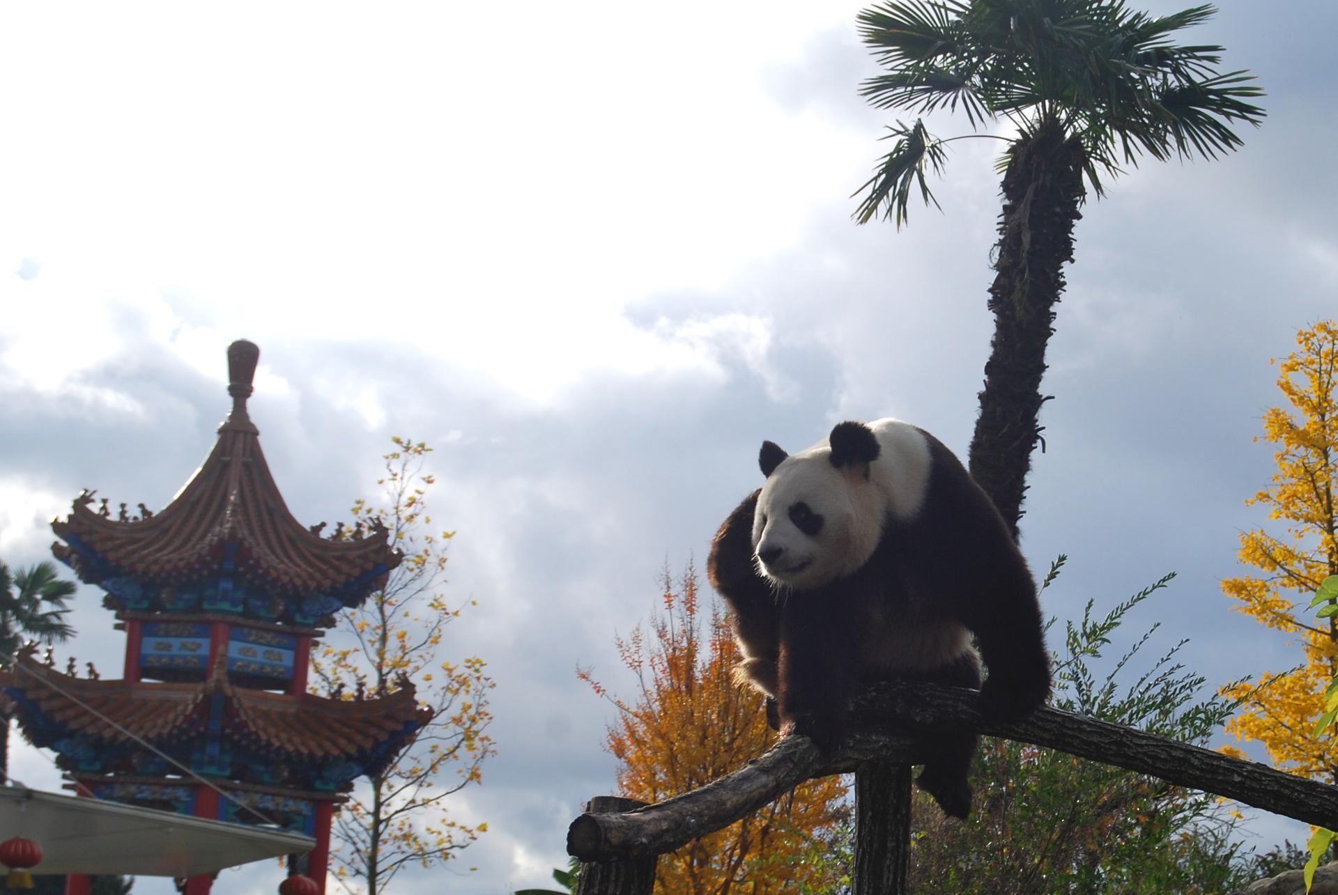Pandi Panda 3