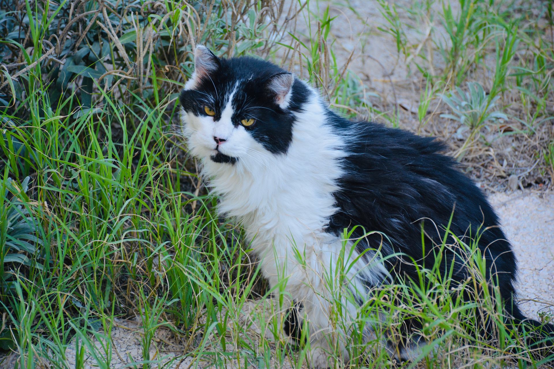 Lili dans les herbes -3
