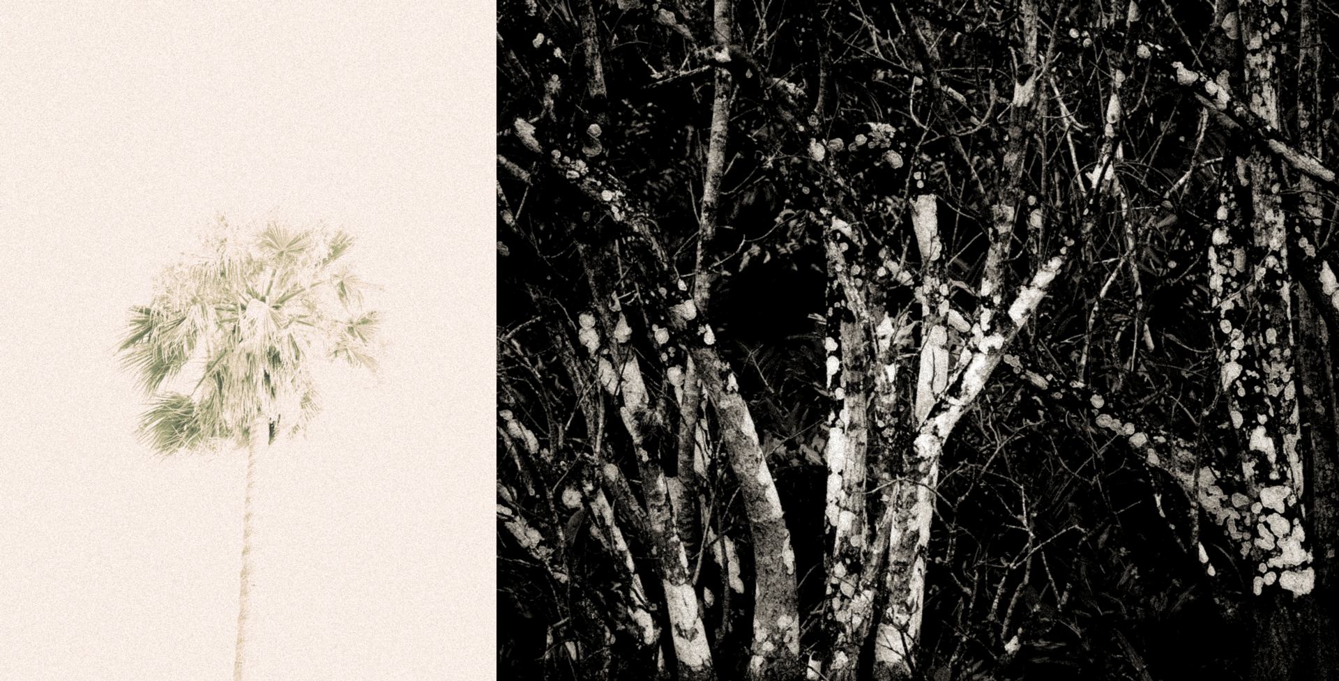 Le fragile et le dense