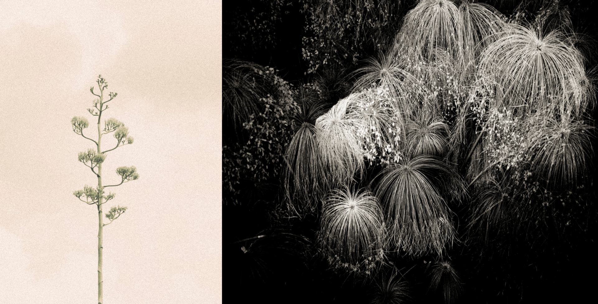 Architecture végétale