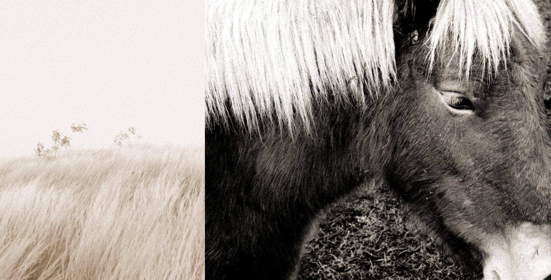 Le vent dans les poils.jpg