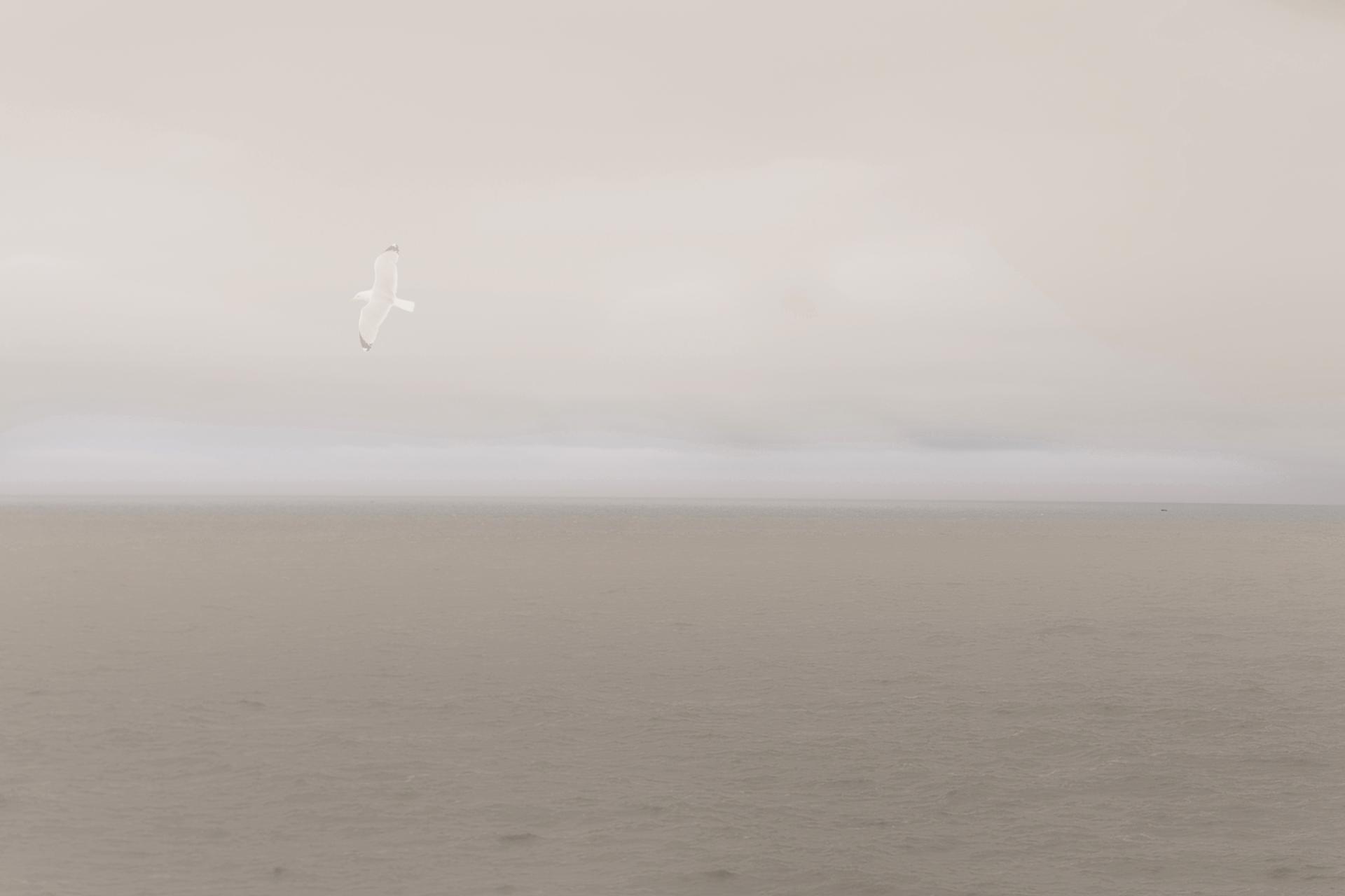 L'oiseau