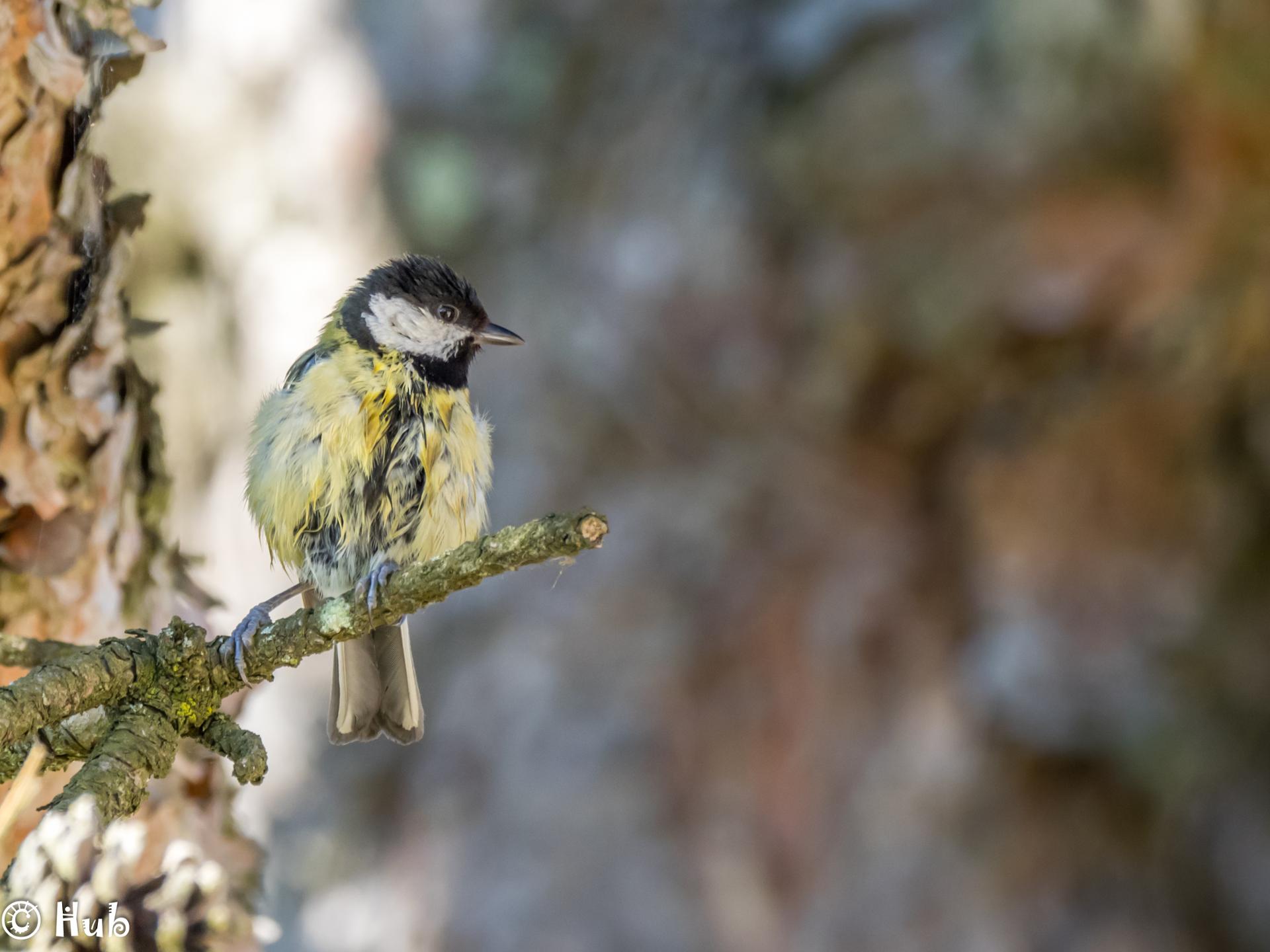 Mésange ébouriffée