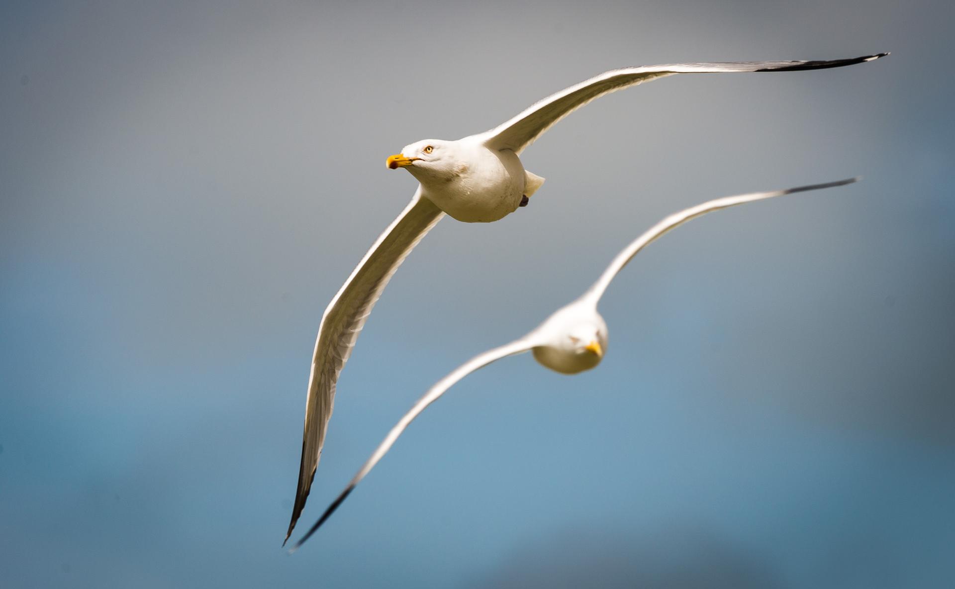 Artemise la mouette