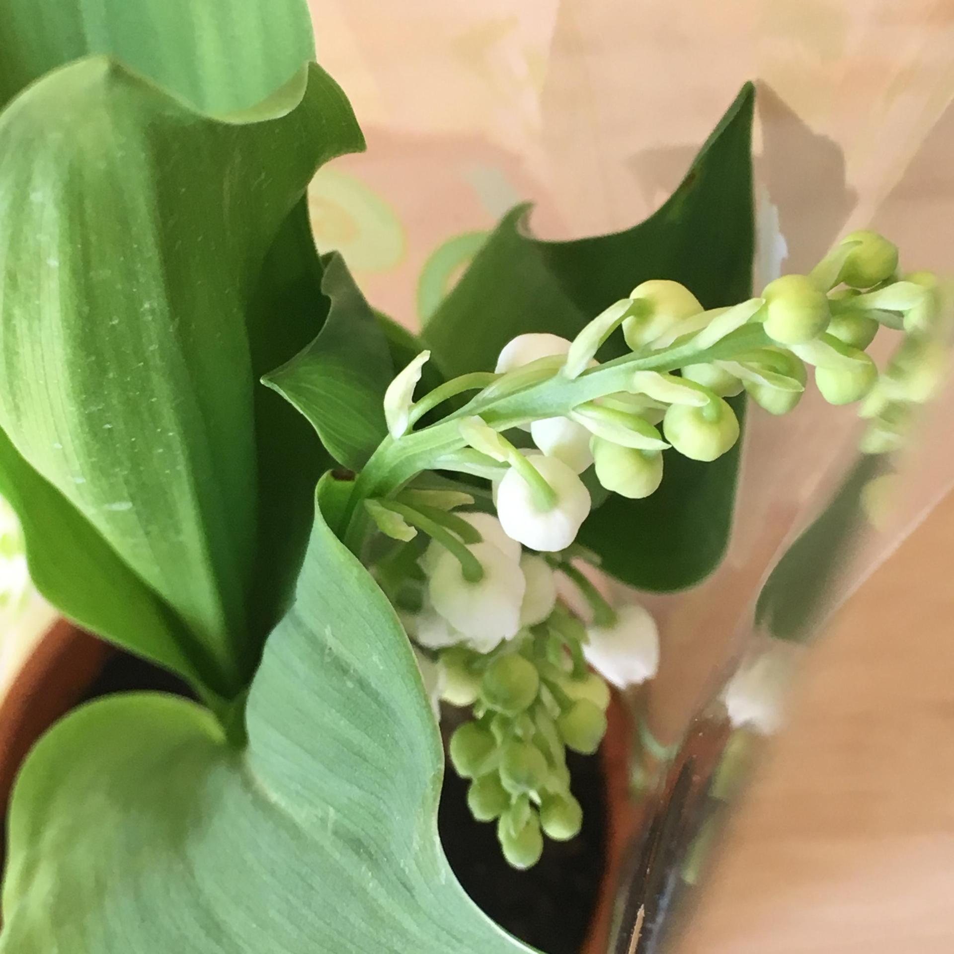 Muguet
