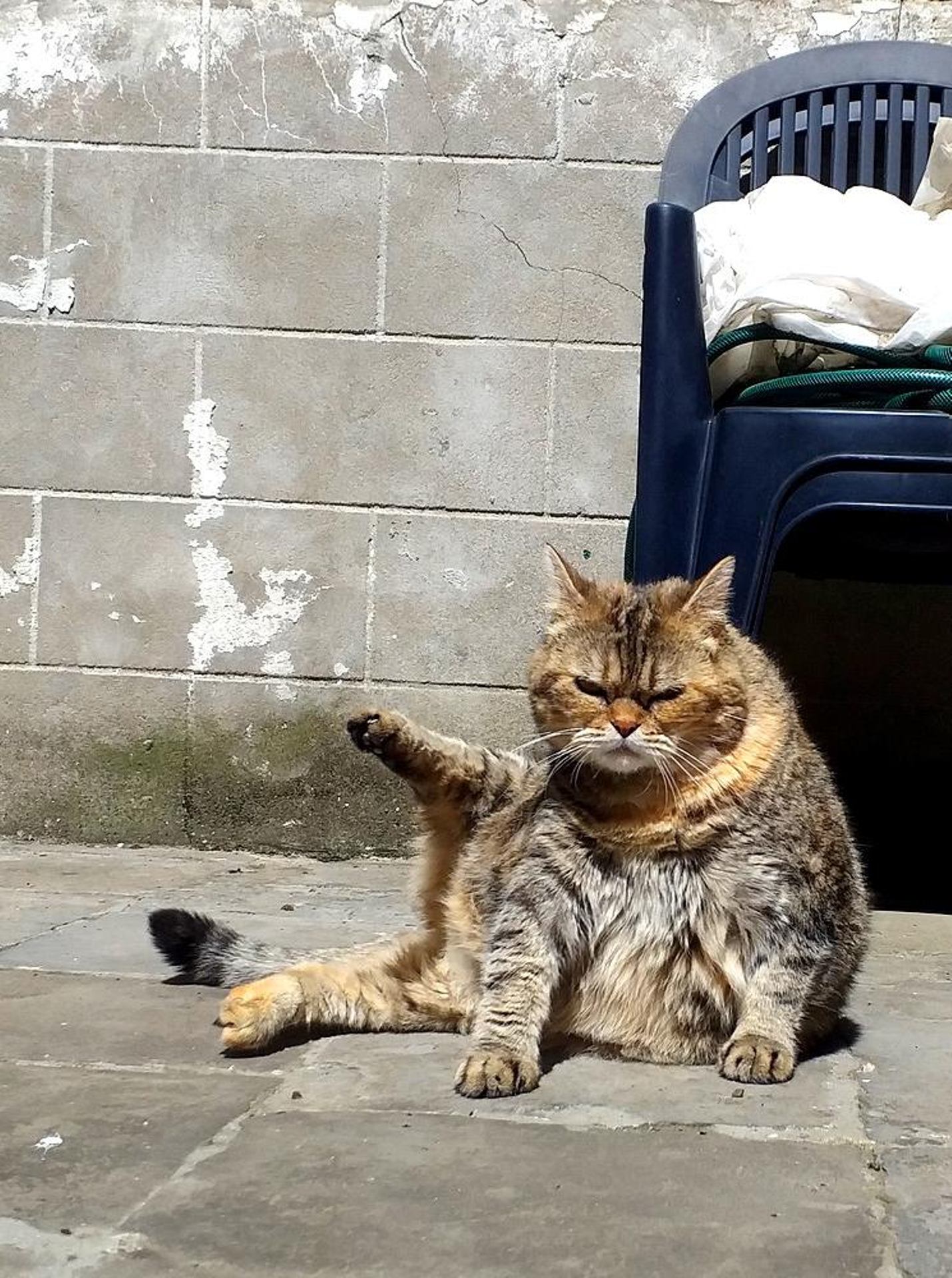 Mimine qui prend un bain de soleil.