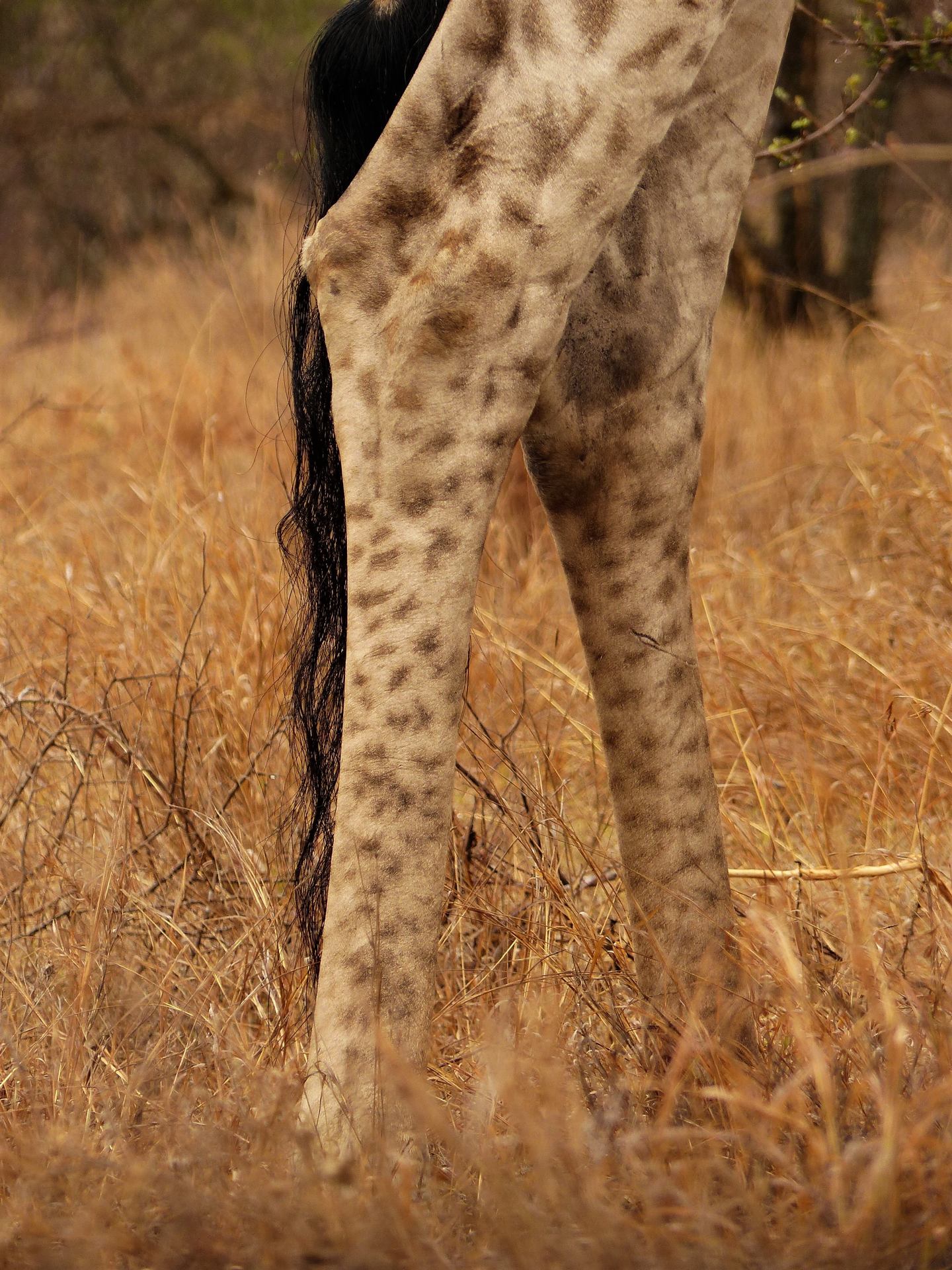 haut sur pattes.jpg