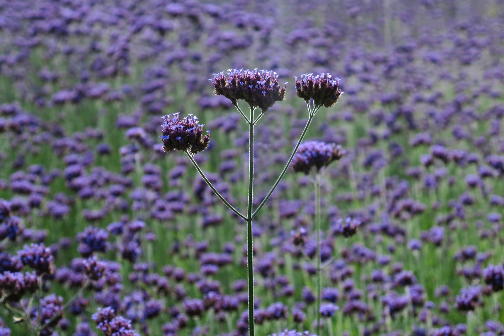 Impressionnisme Mauve