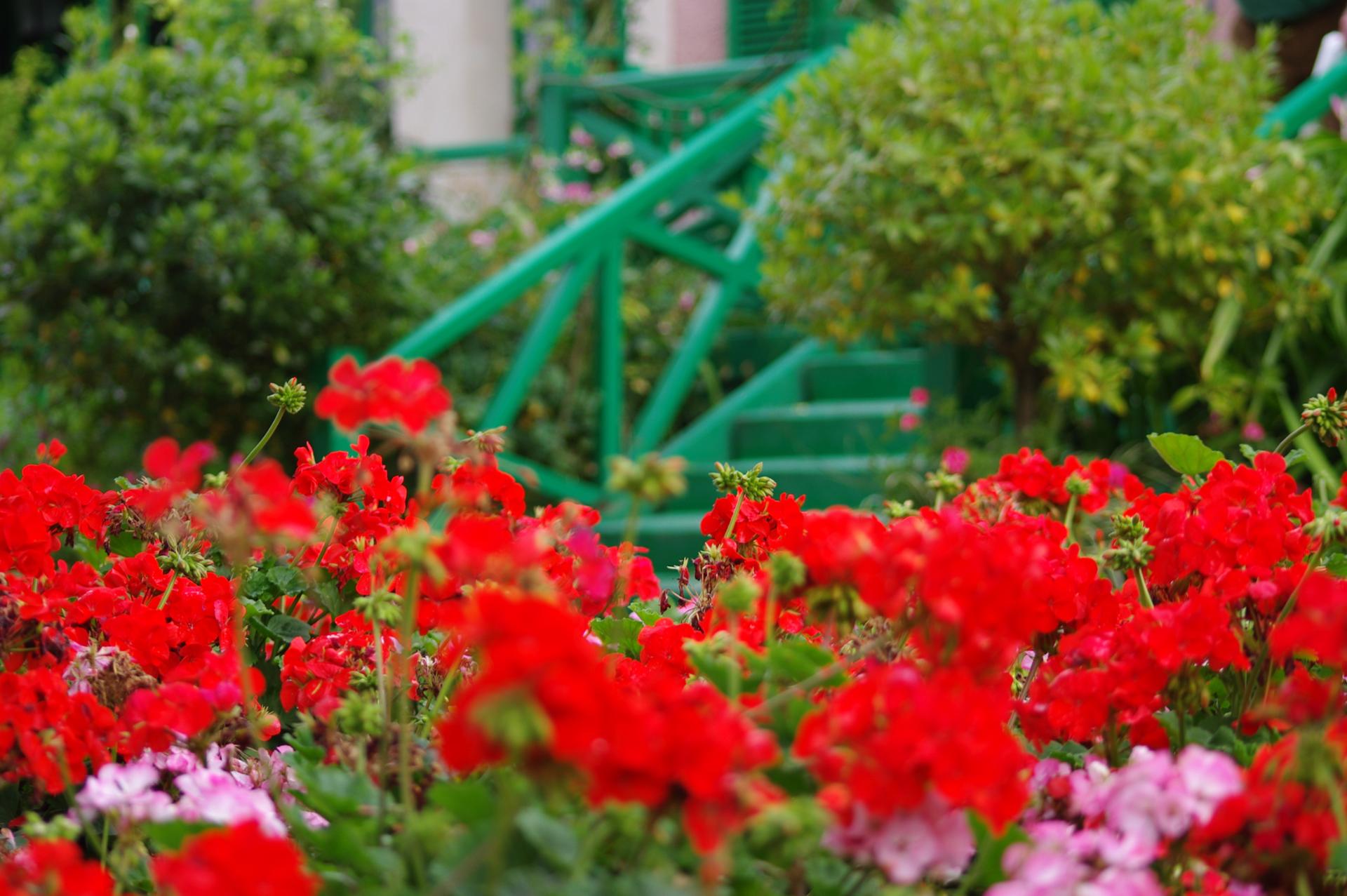Géraniums, Giverny