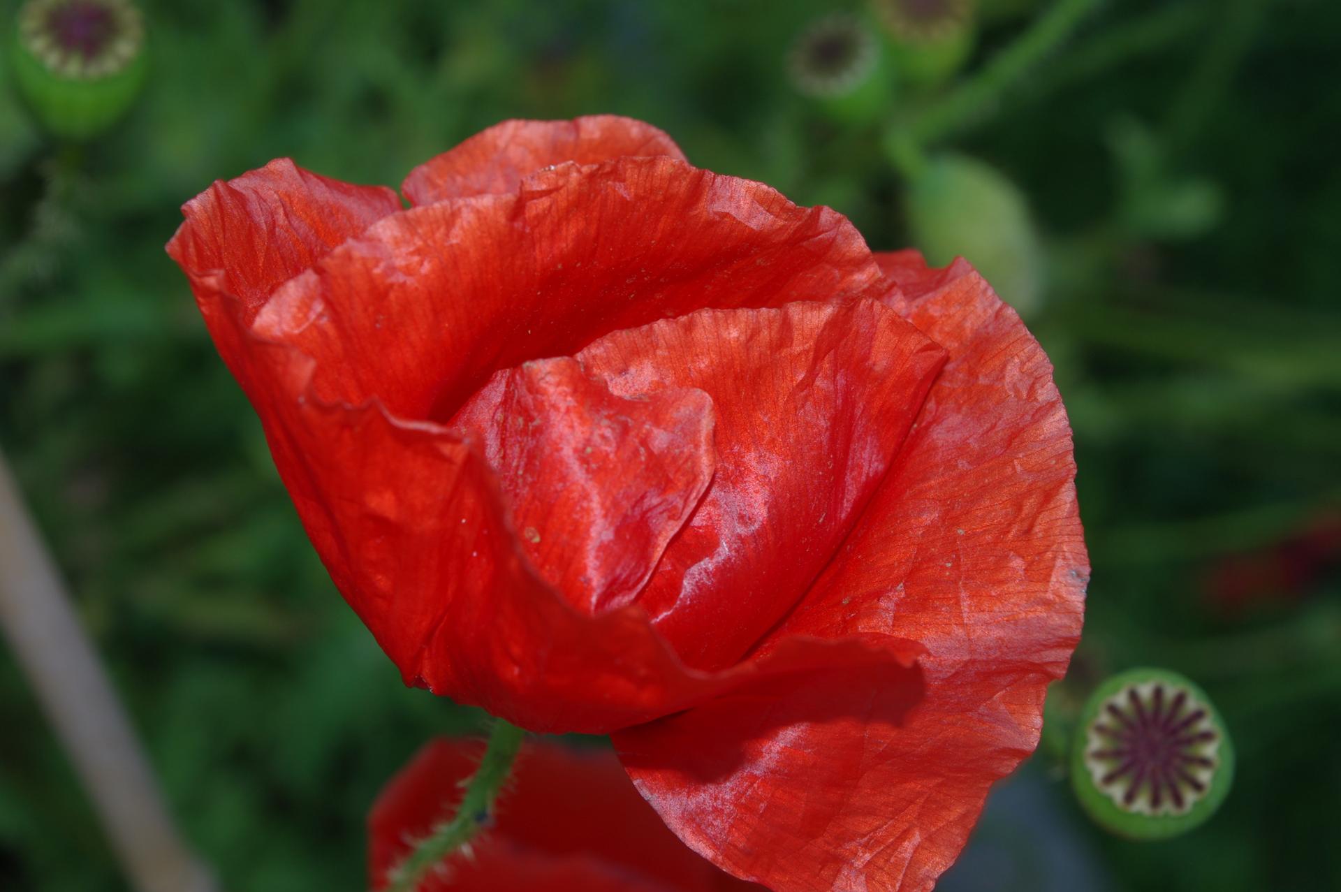 Coquelicots