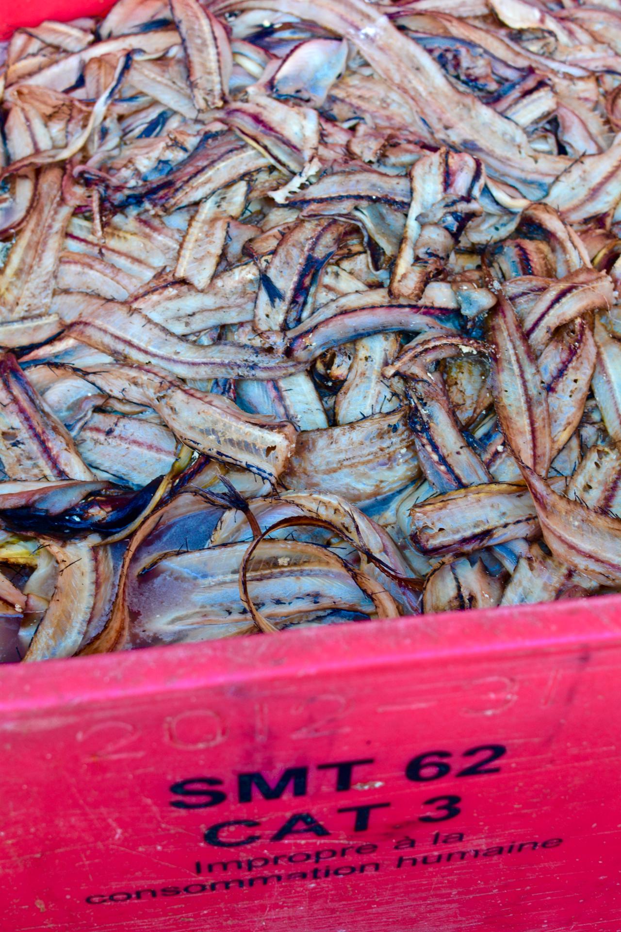 Port de LORIENT11.jpg