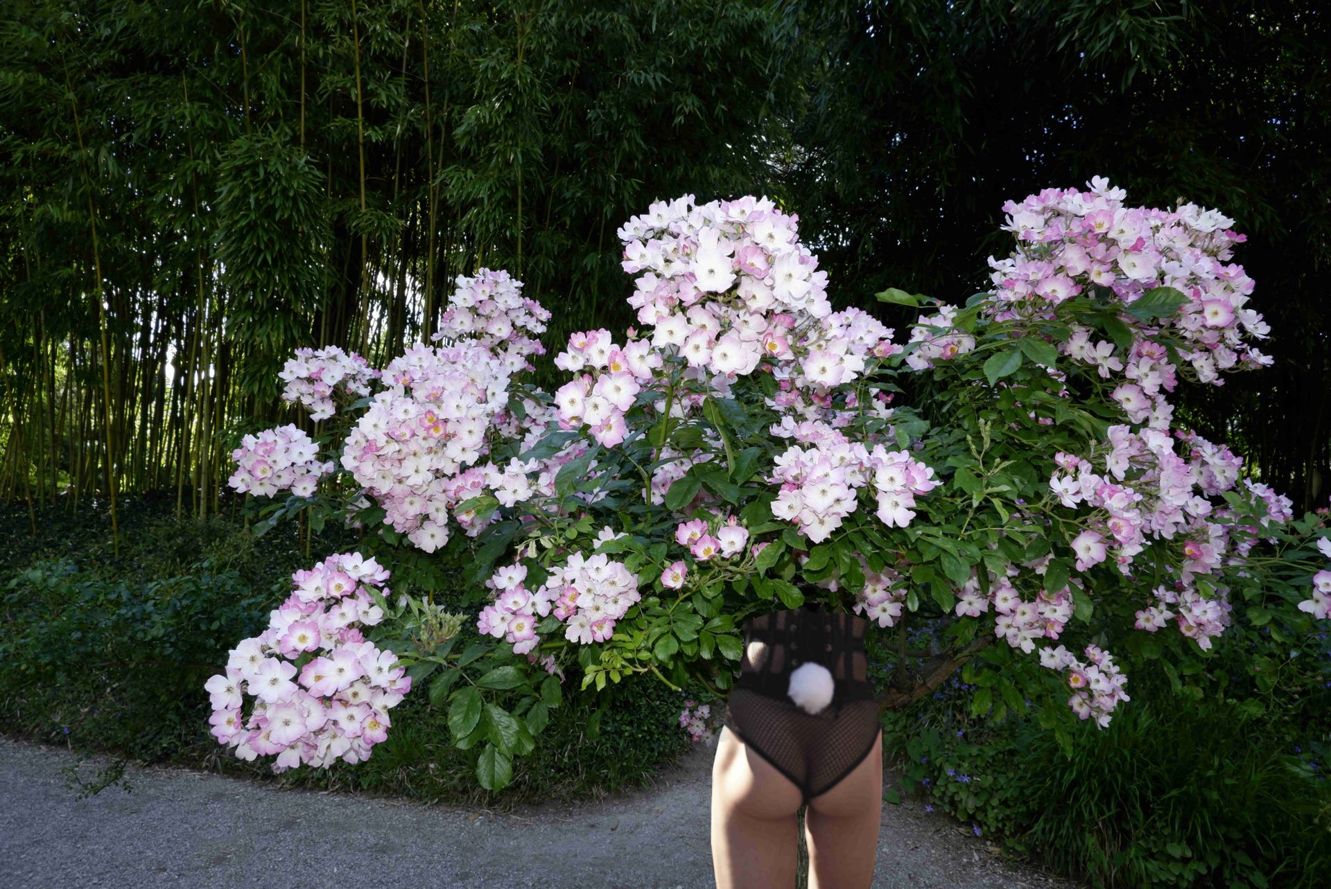 Eglantine