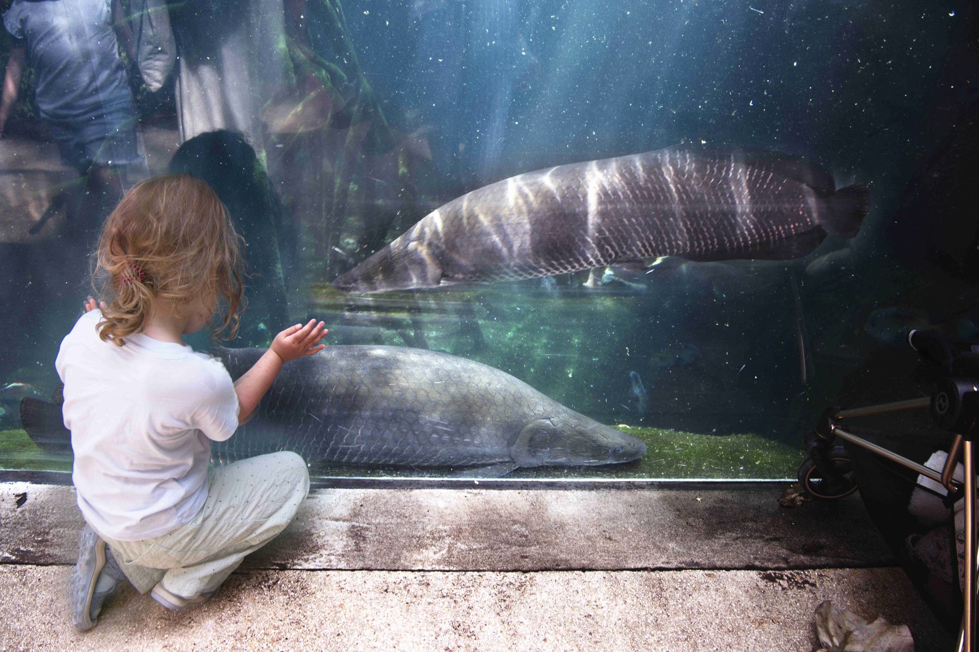 Mes amis les poissons