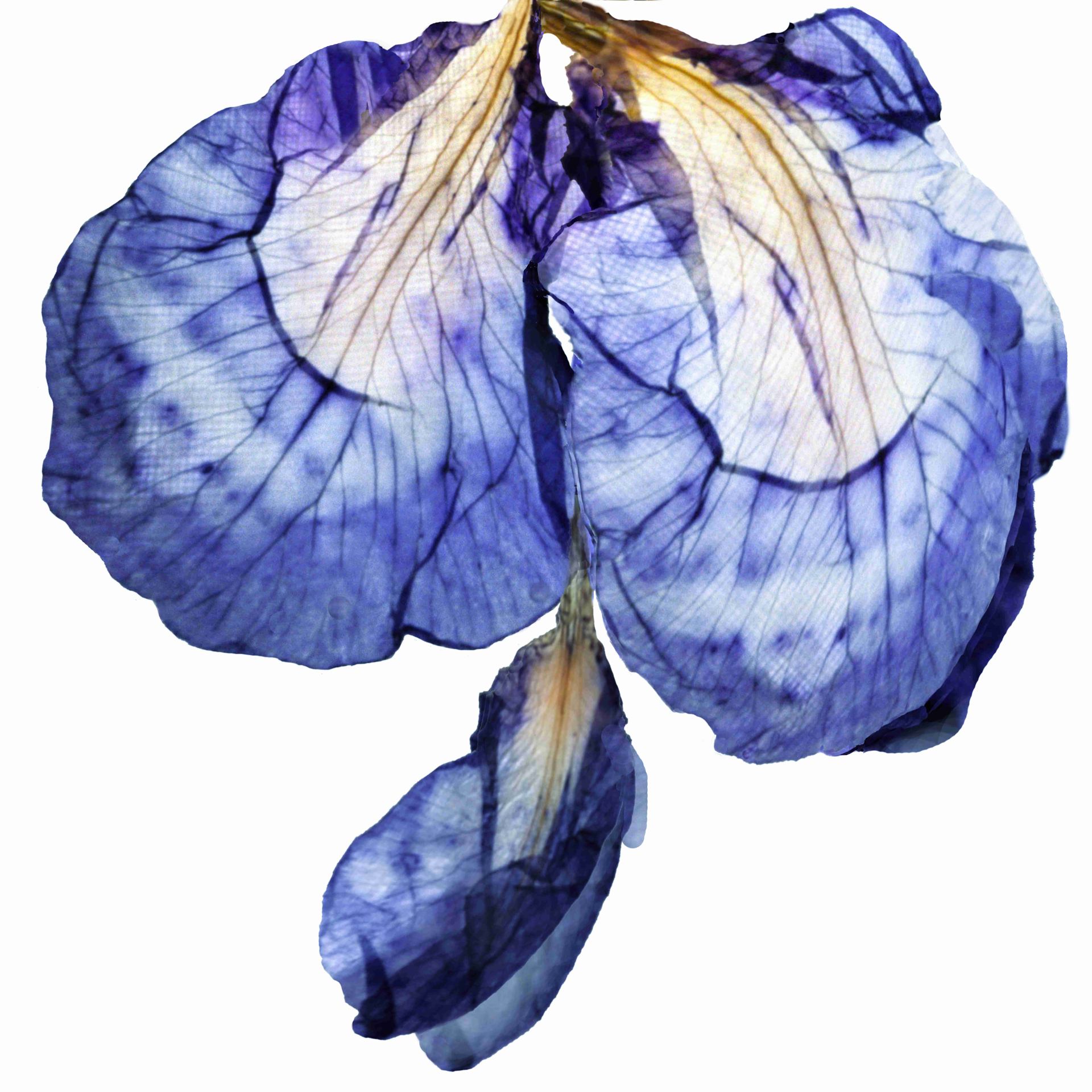 Iris déshydraté