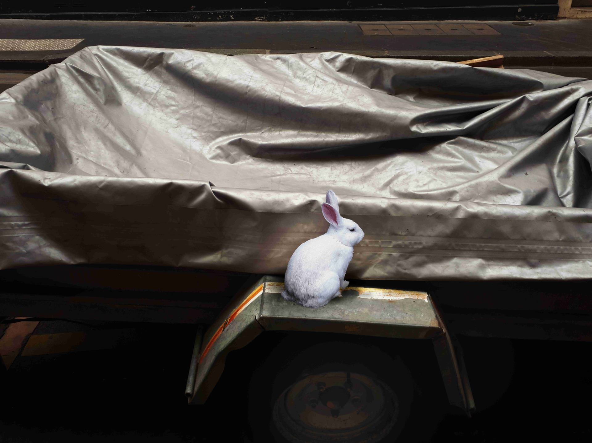 Il pause un lapin