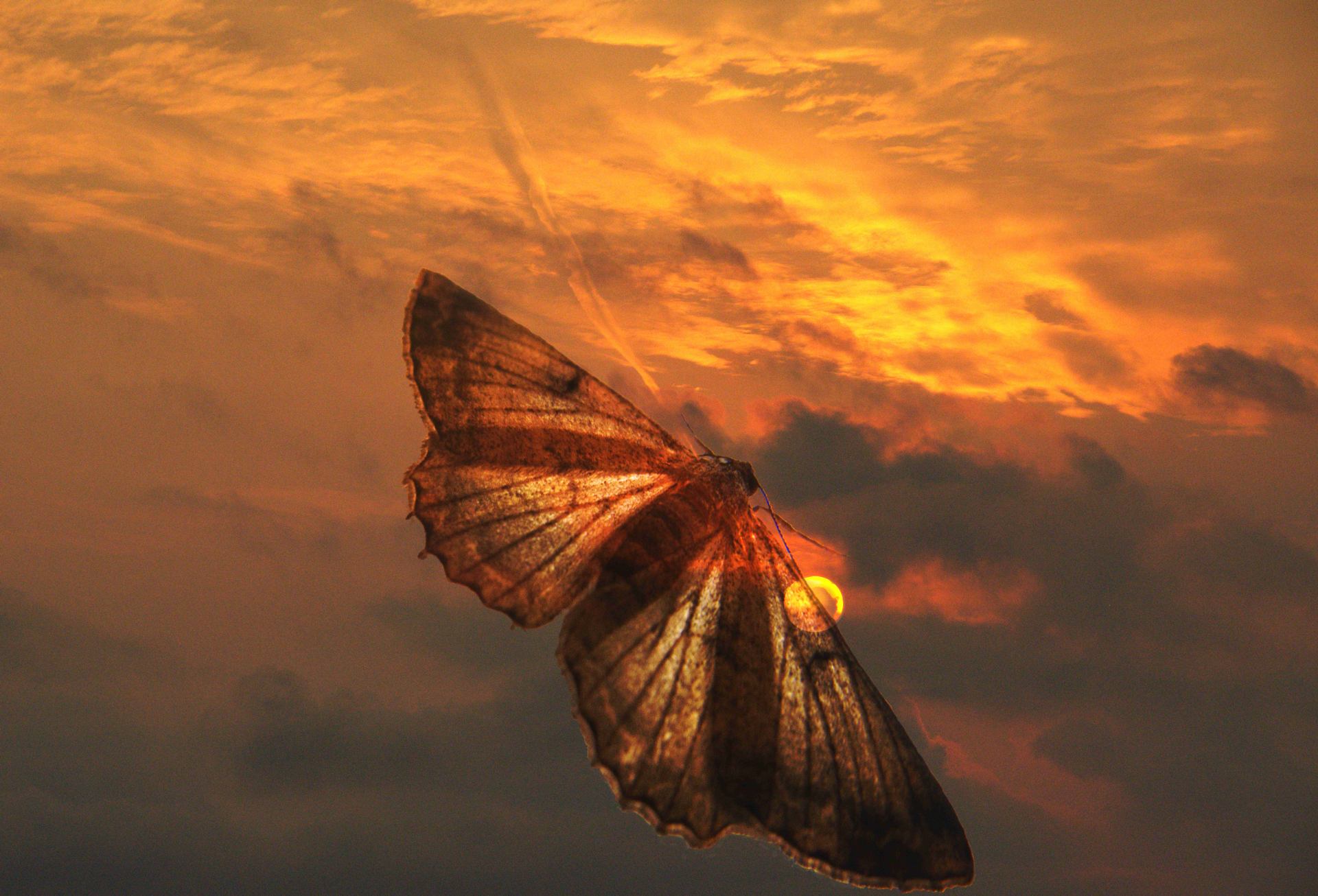 Papillon crépusculaire