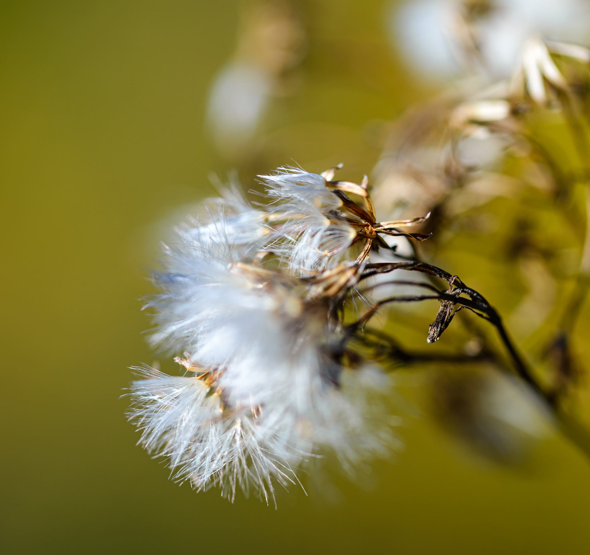 Duvet floral dans le vent