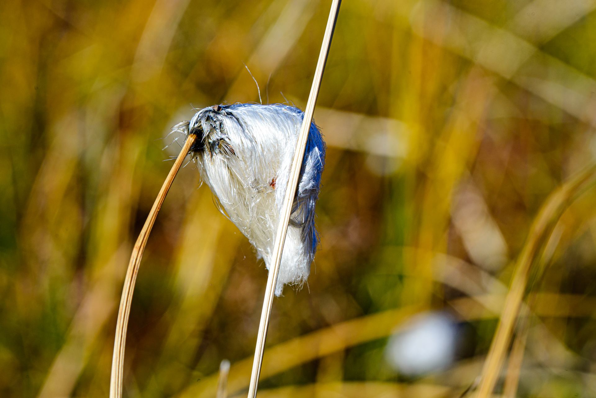 Linaigrette de Scheuchzer
