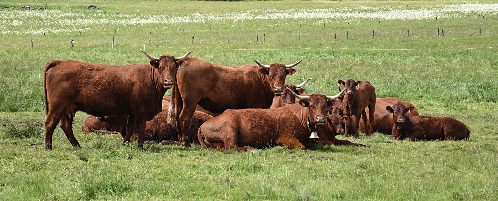 Laissez-nous vivre DSC_0040 ba r2 na .jpg