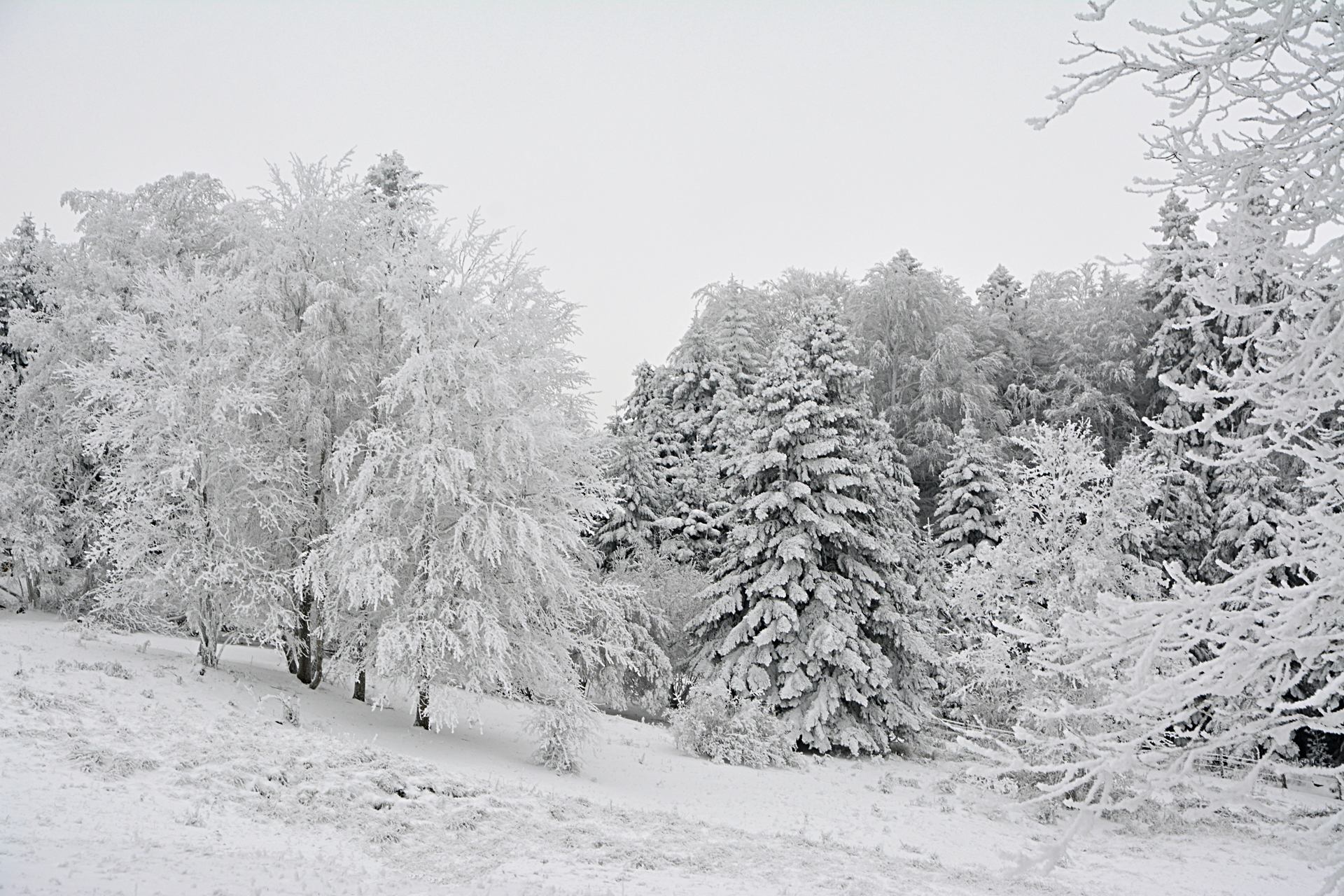 L'hiver dans ma campagne DSC_9837 b a n n .jpg