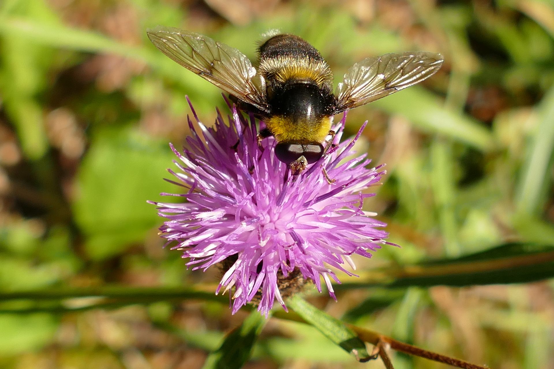 Pollinisateur (1000868)