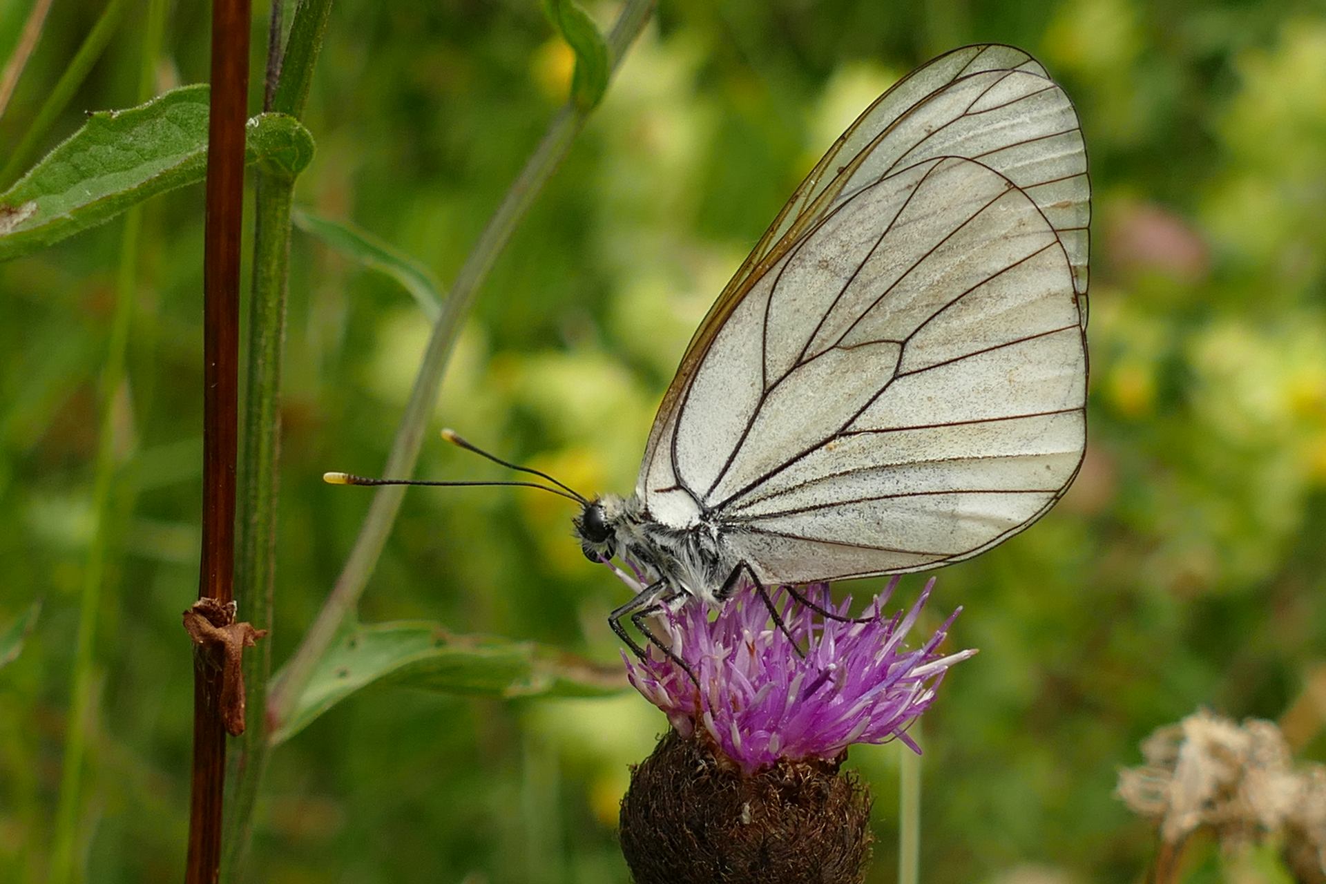 Le papillon blanc