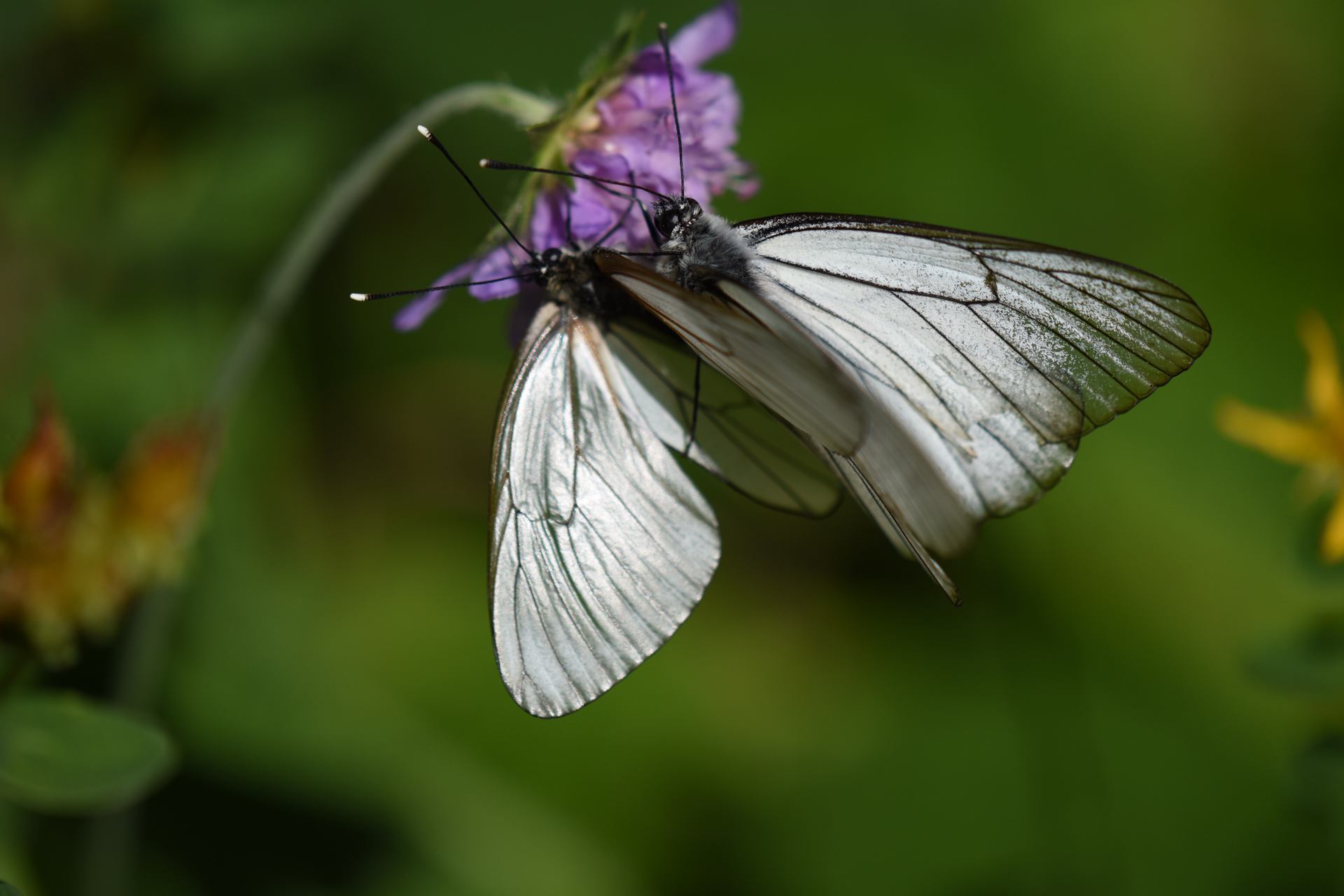 DSC_0004.JPG