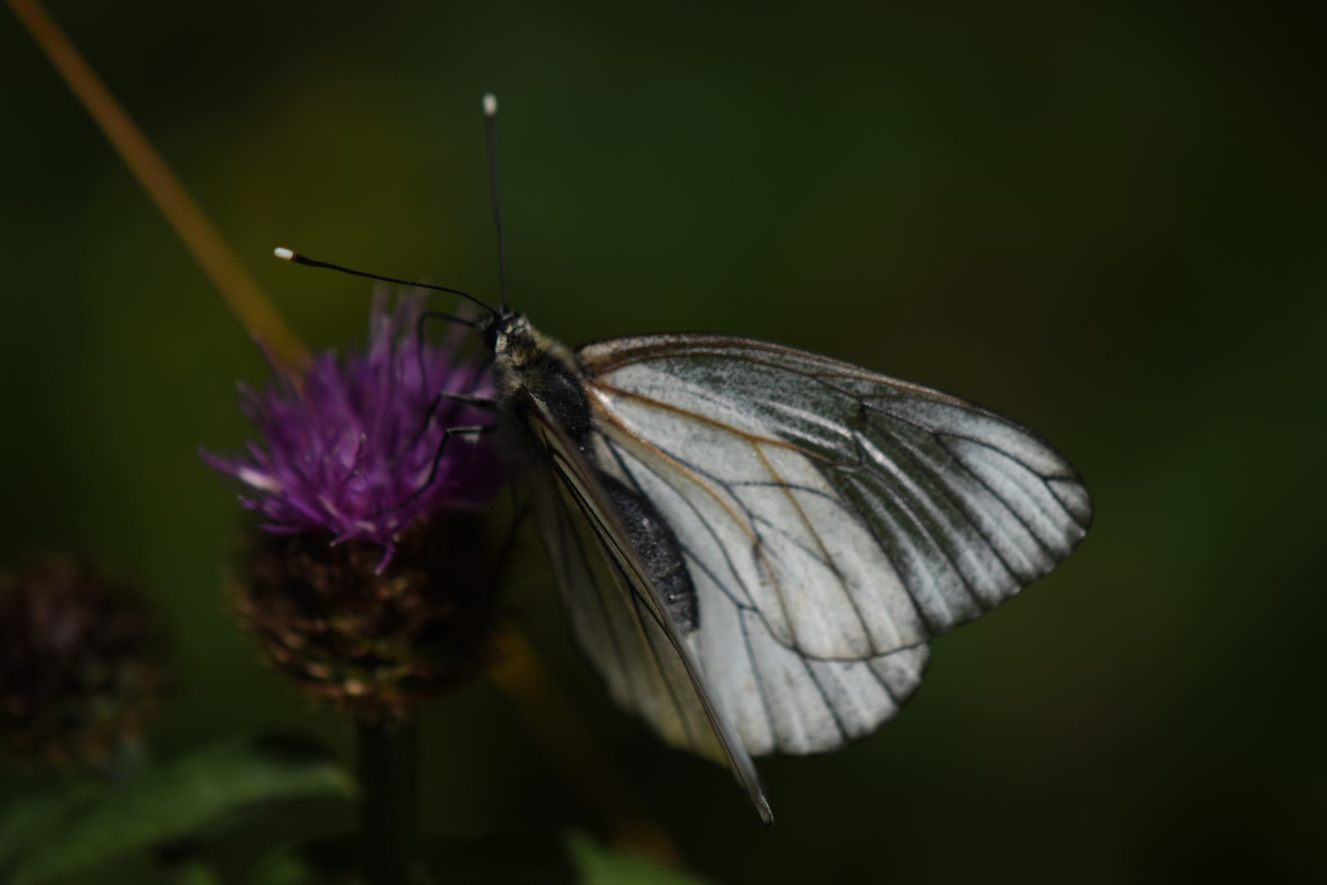 DSC_0008.JPG
