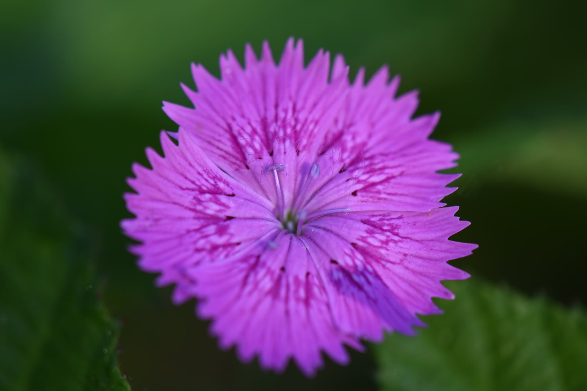 DSC_0063.JPG