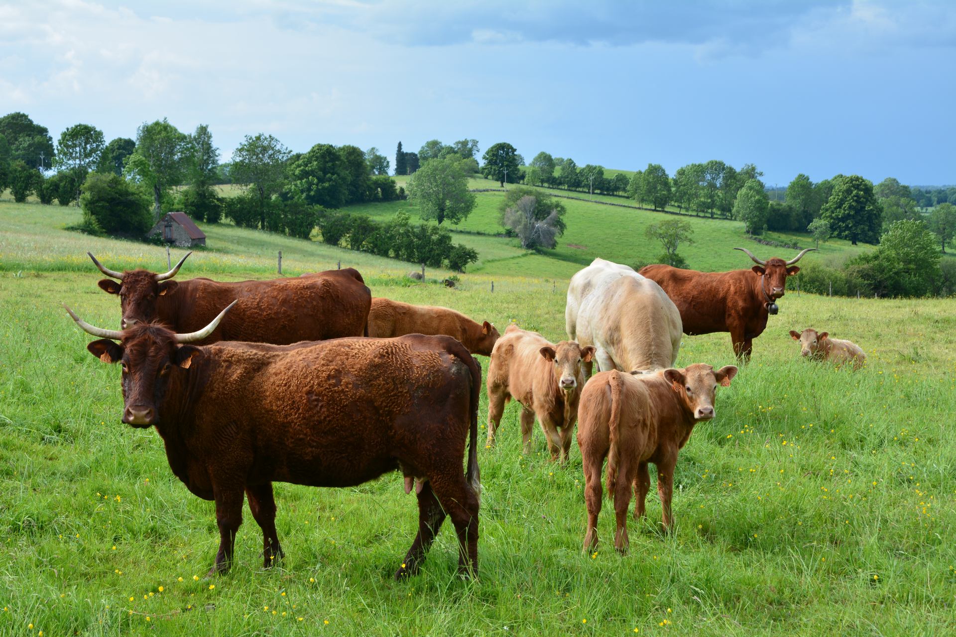 Vaches de race Salers