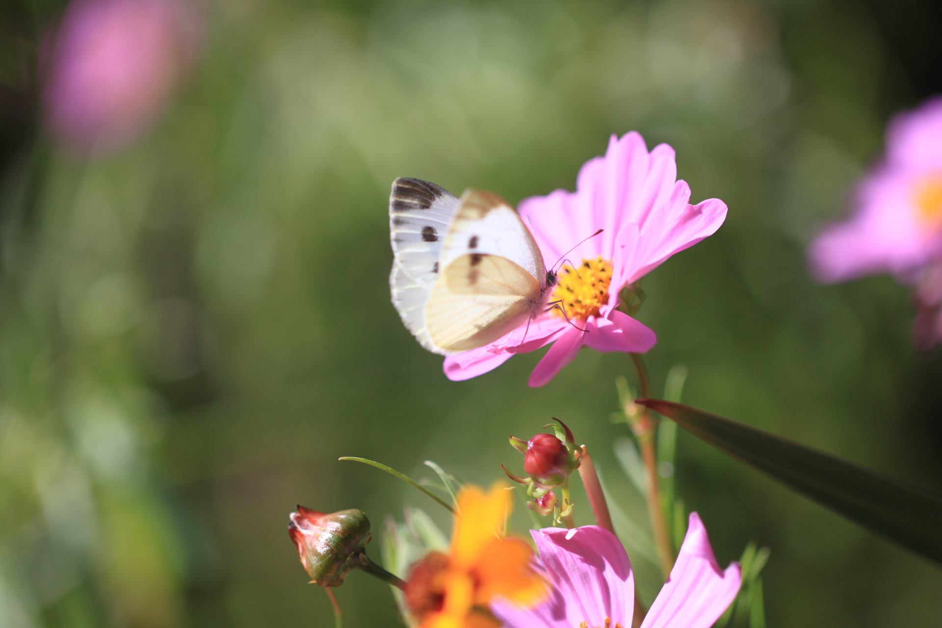 Papillonnage sur fleur rose-1