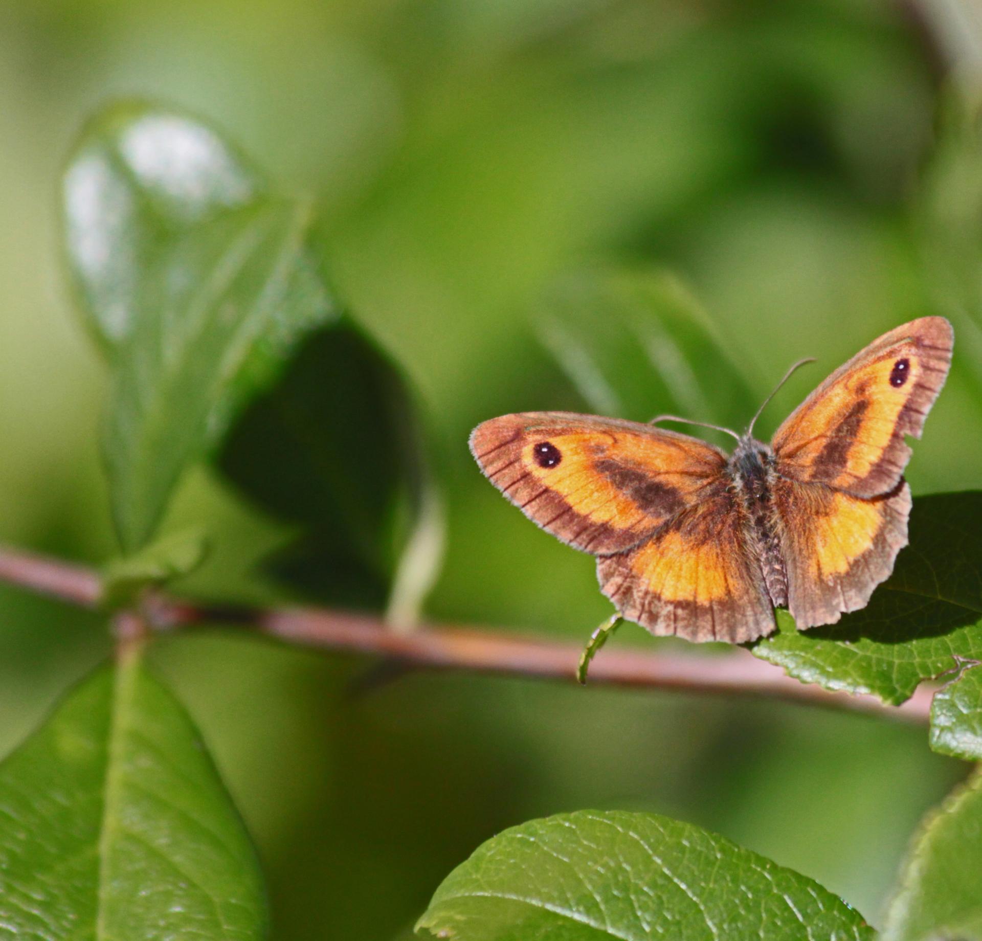 Papillon au vert