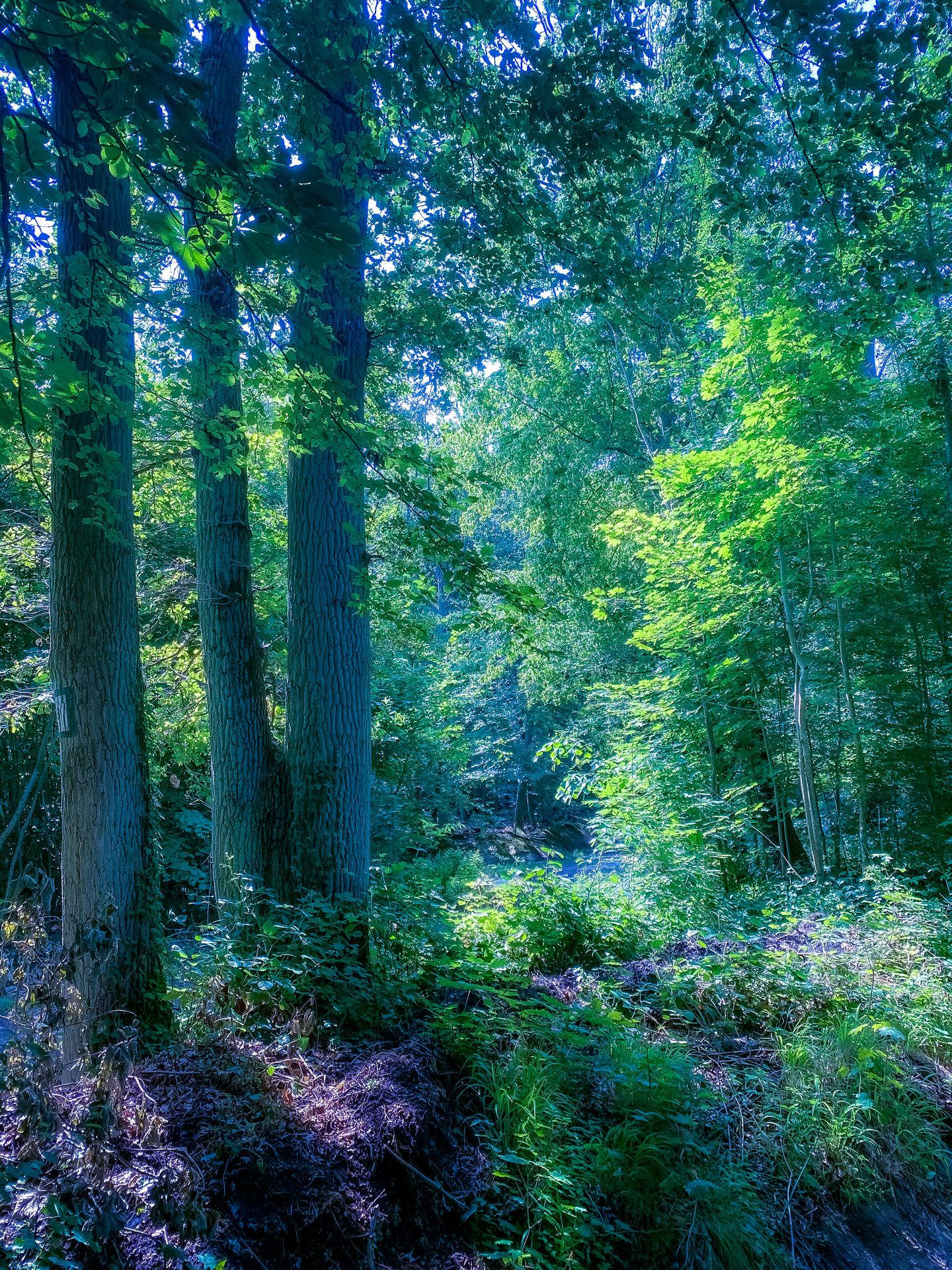 Forêt magique