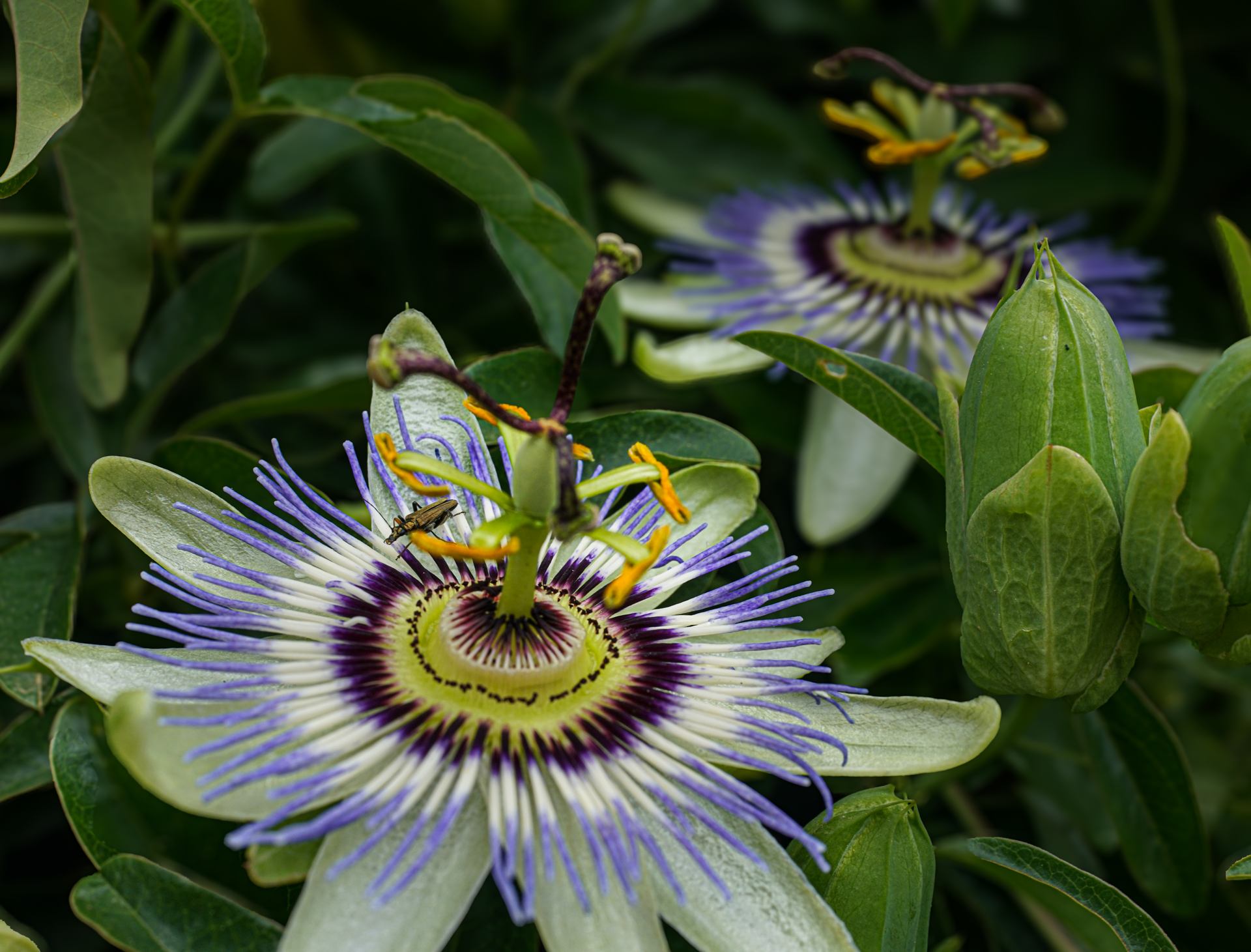 Passiflore