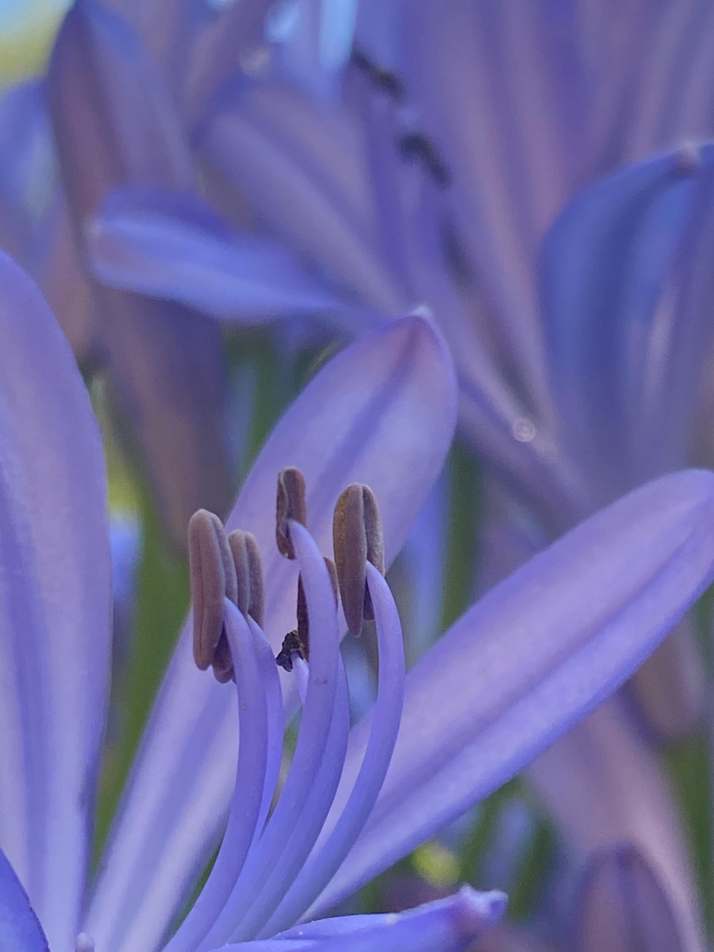 voile violet