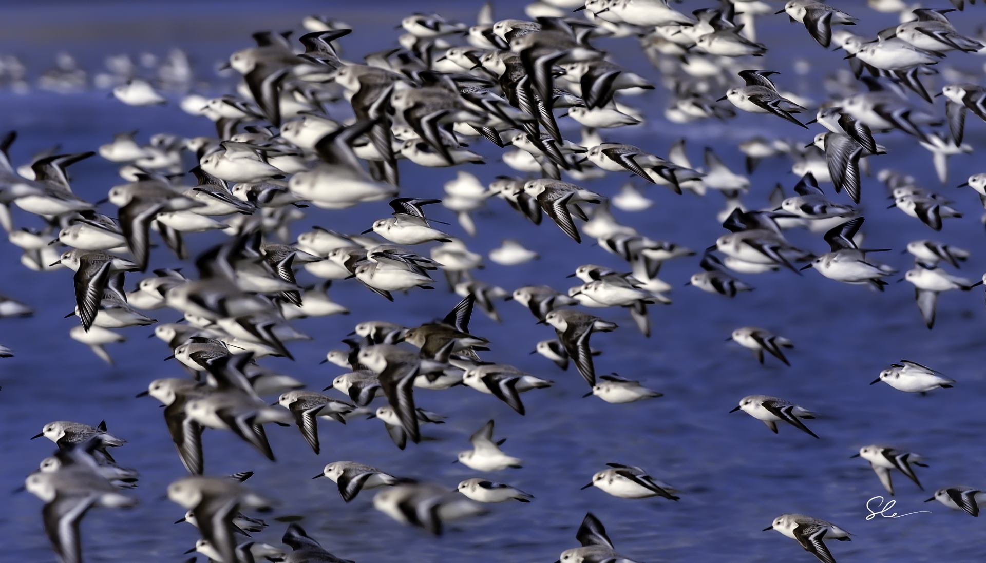 Bécasseaux N°52.png