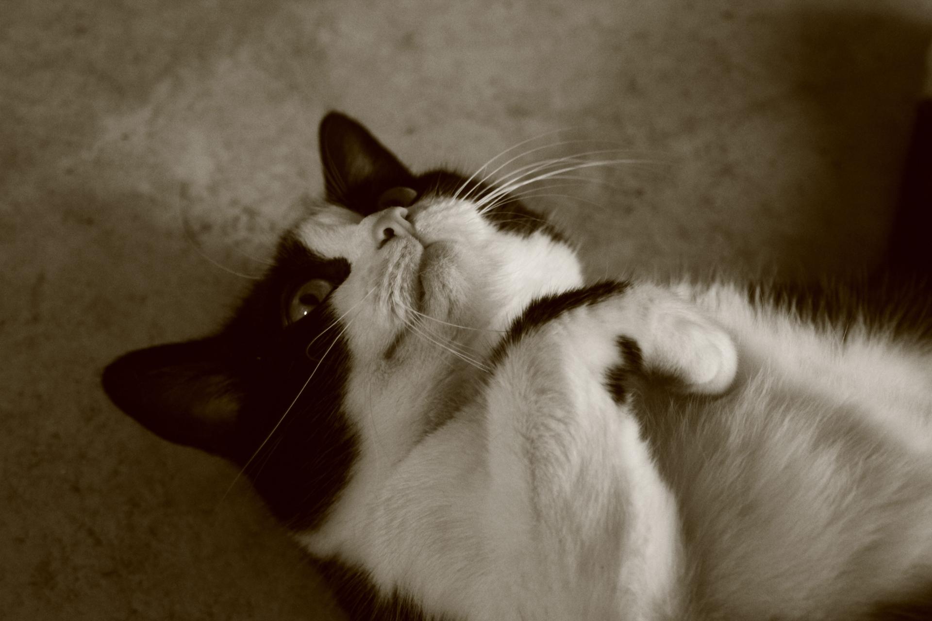 La minette.jpg