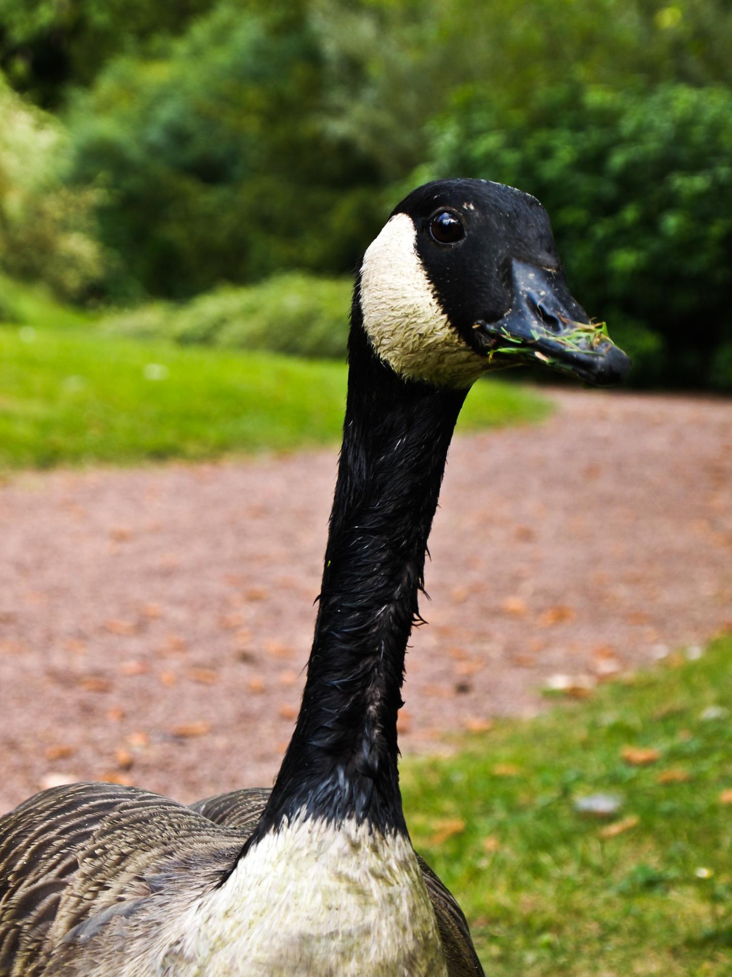 Un canard au parc - 2.jpg