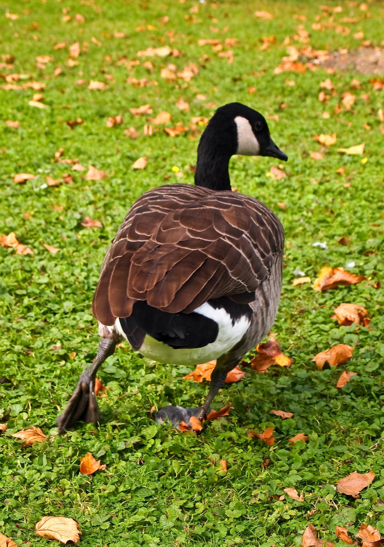 Un canard au parc.jpg