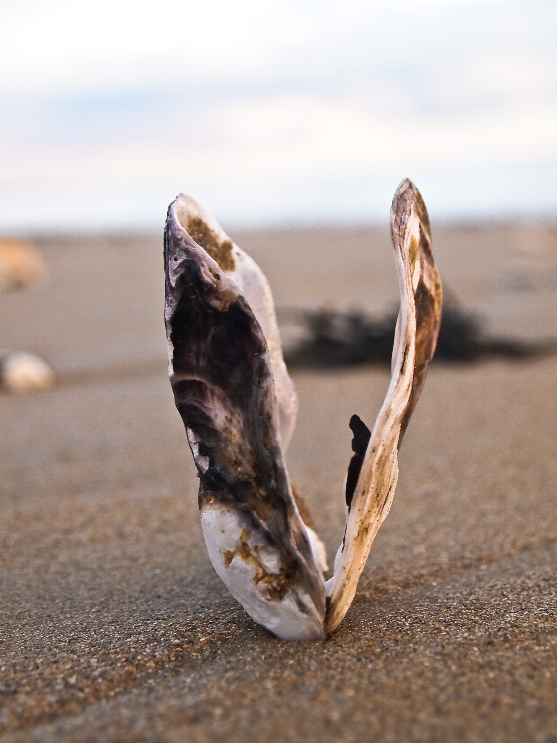 Sur la plage 01.jpg