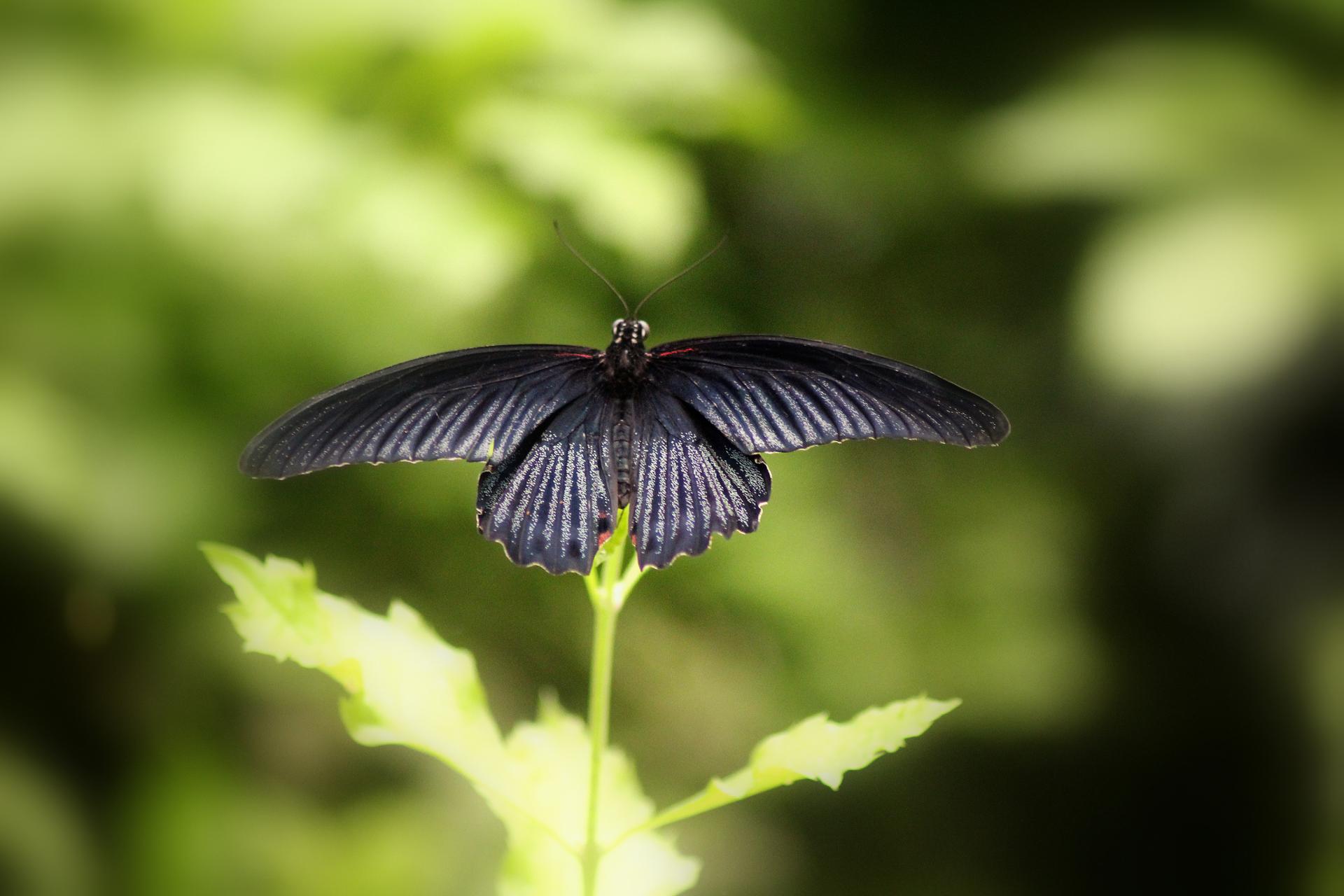 Papillon 052.jpg